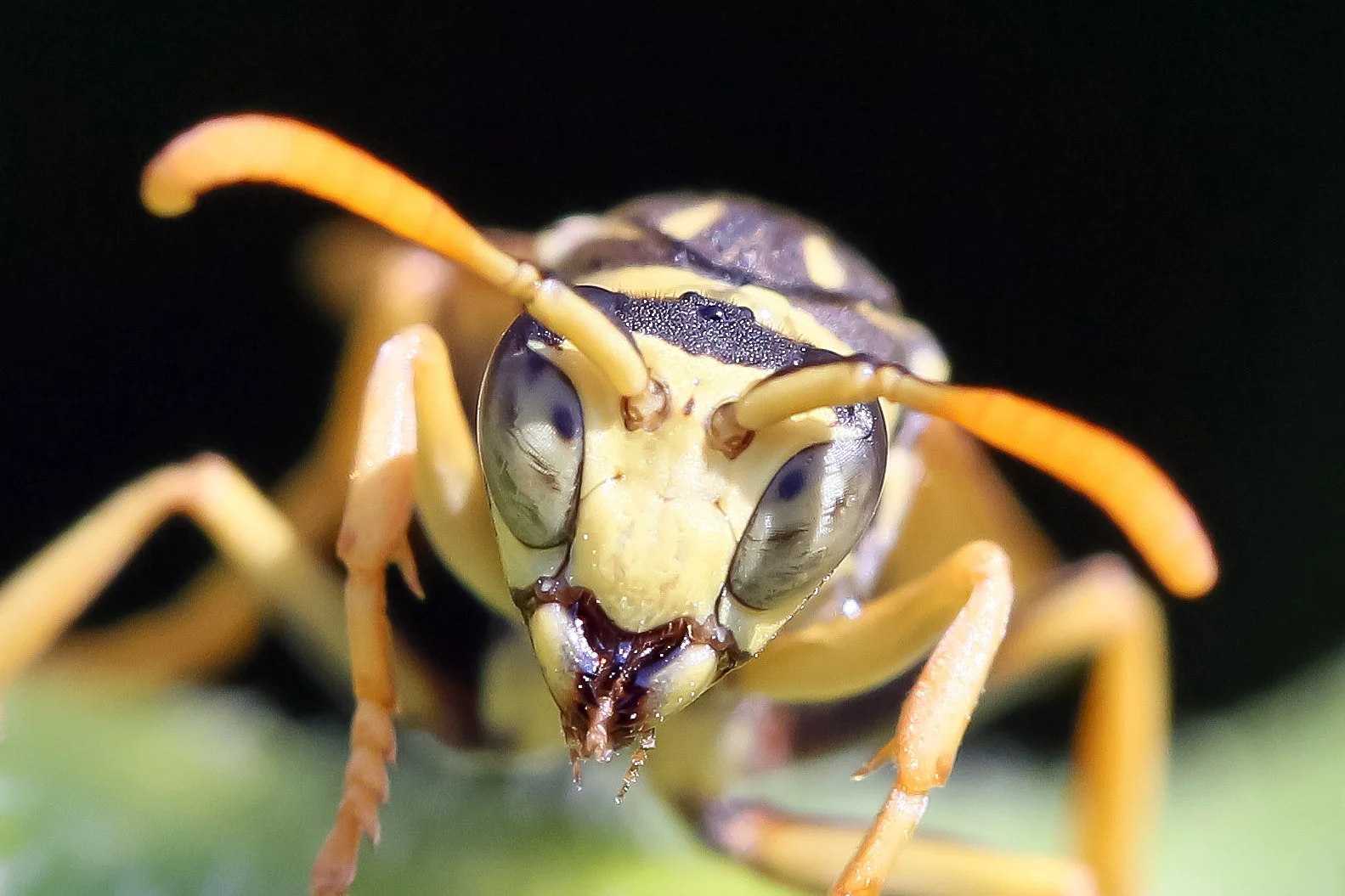  Fotograf/-in:  Roman Zagler  
 Titel:  Wespe"  