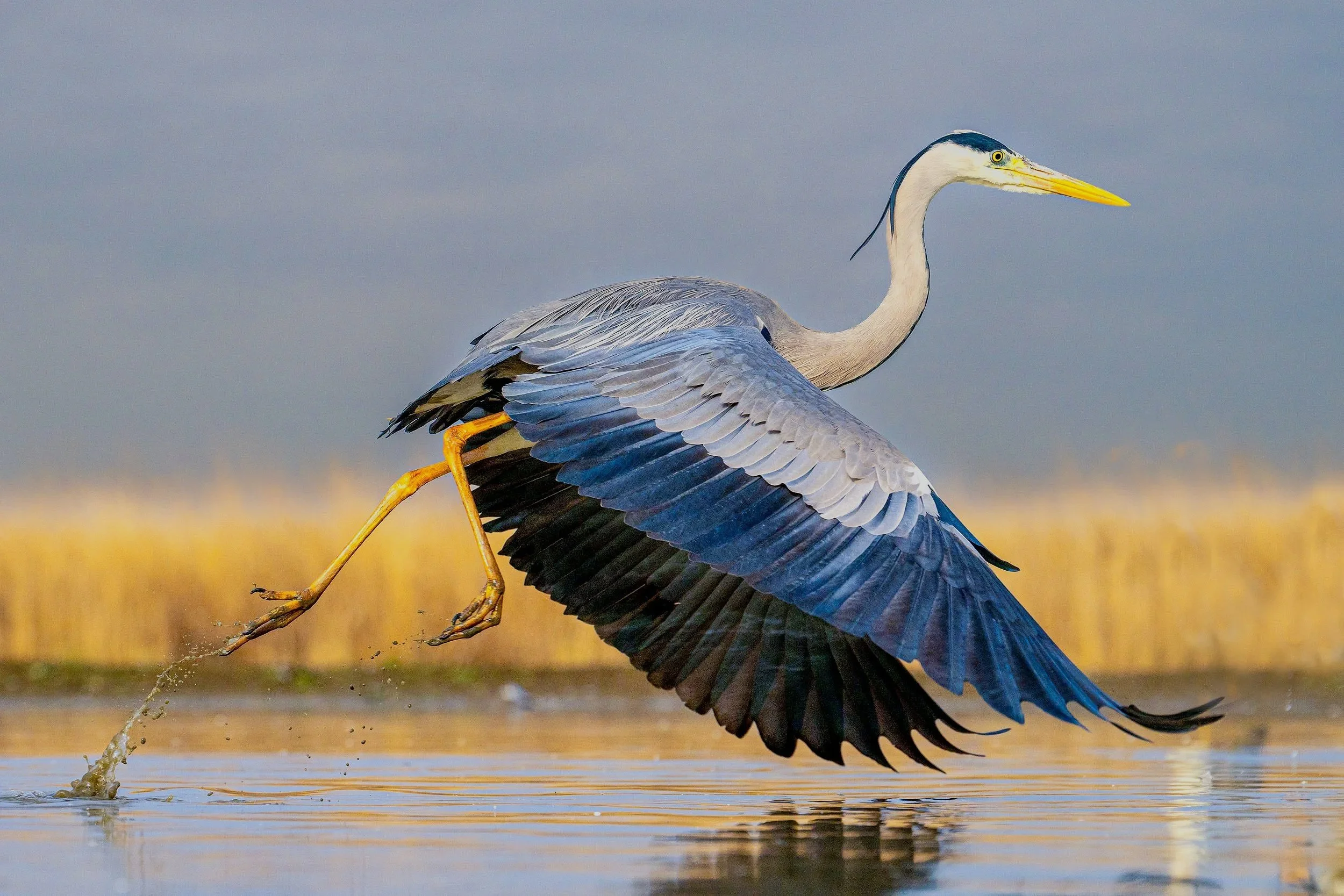  Fotograf/-in:  Tom Cecon  
 Titel:  Graureiher - Start  
   www.bilderpartner.at   