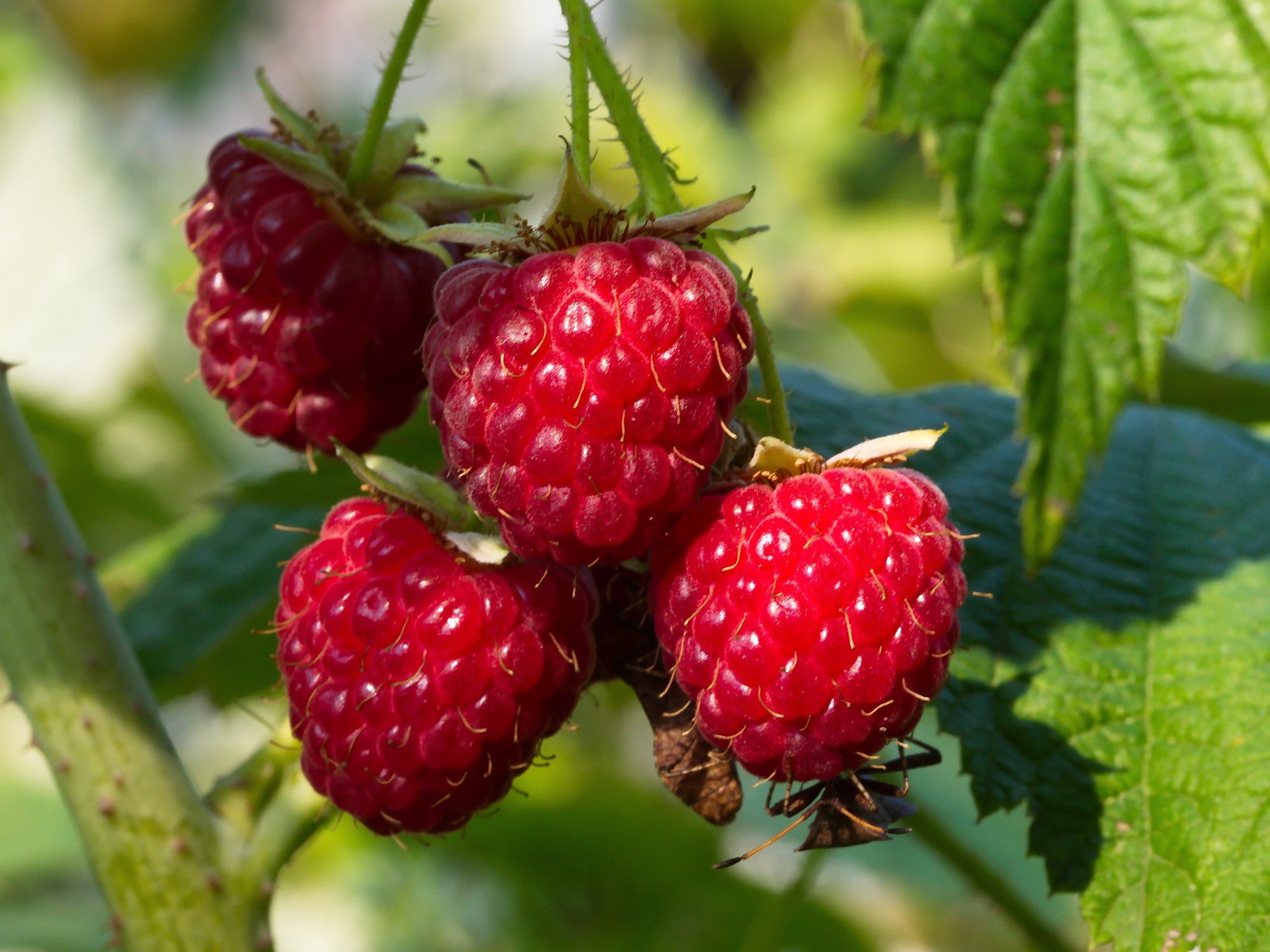  Fotograf/-in:  Alfred Nevsimal  
 Titel:  Himbeere  
   Alfred Nevsimal   