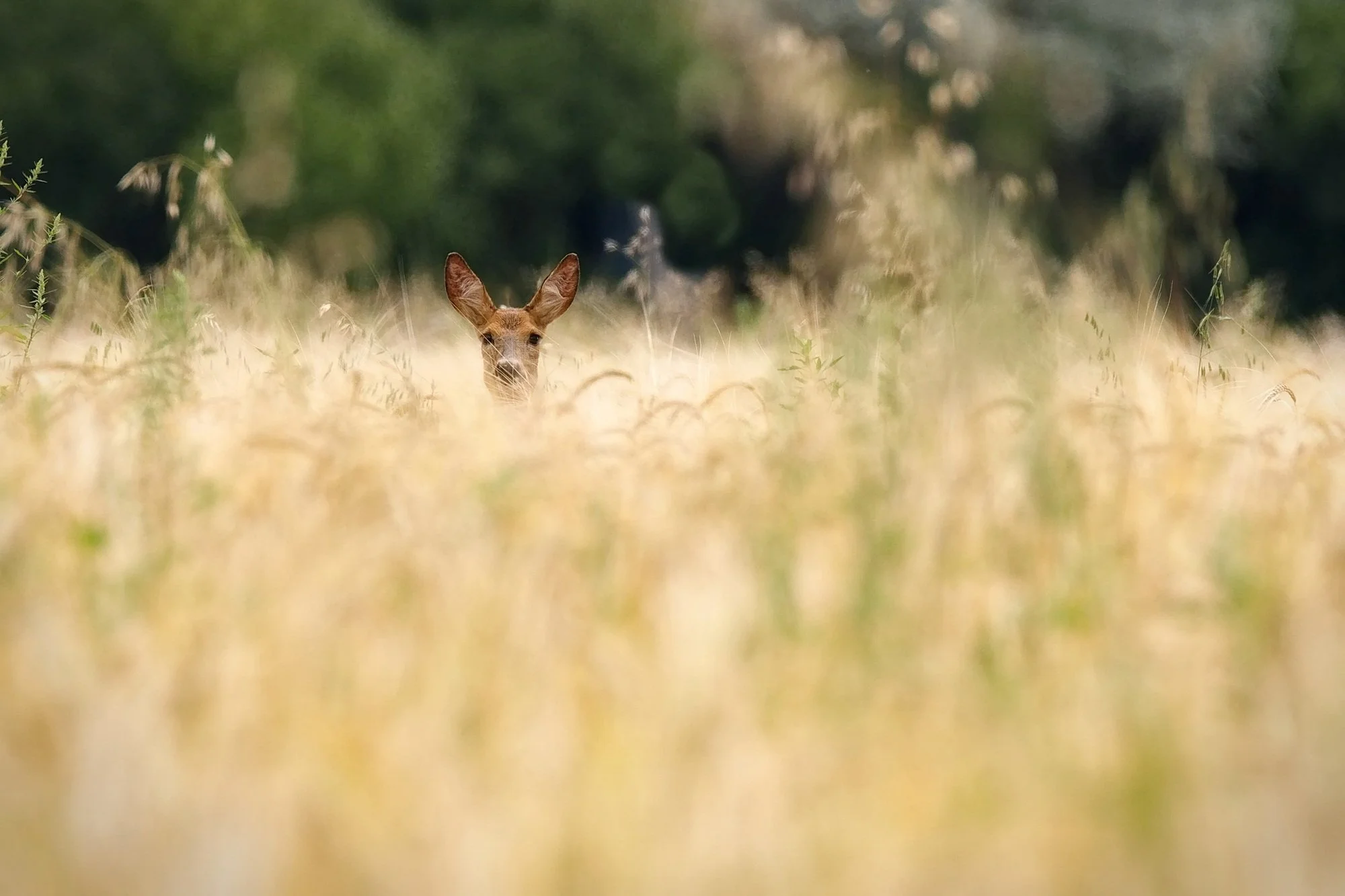  Fotograf/-in:  Alfred Nevsimal  
 Titel:  Ein Reh im Kornfeld  
   Alfred Nevsimal   