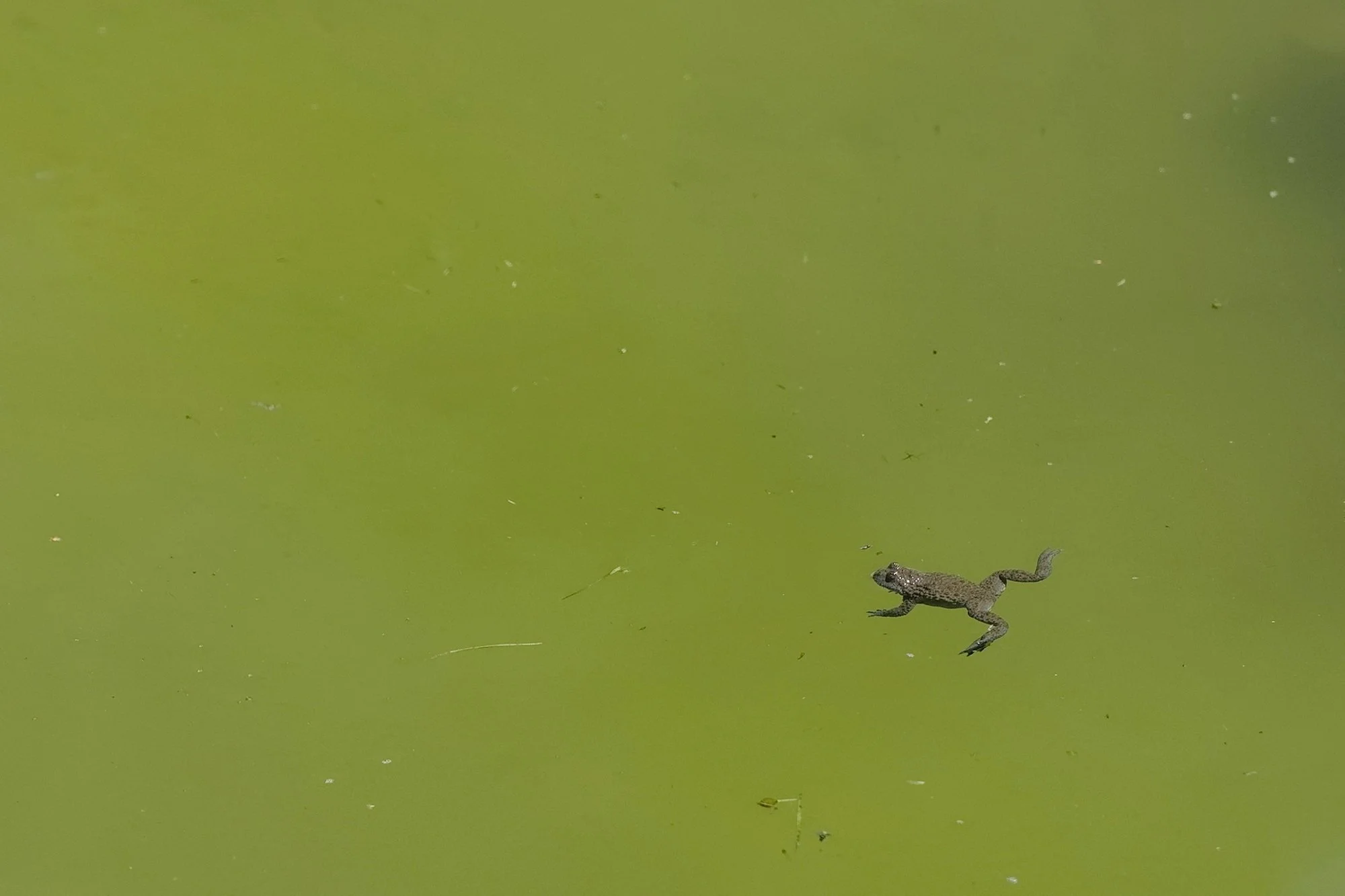  Fotograf/-in:  Alfred Nevsimal  
 Titel:  Chilling  
   Alfred Nevsimal   