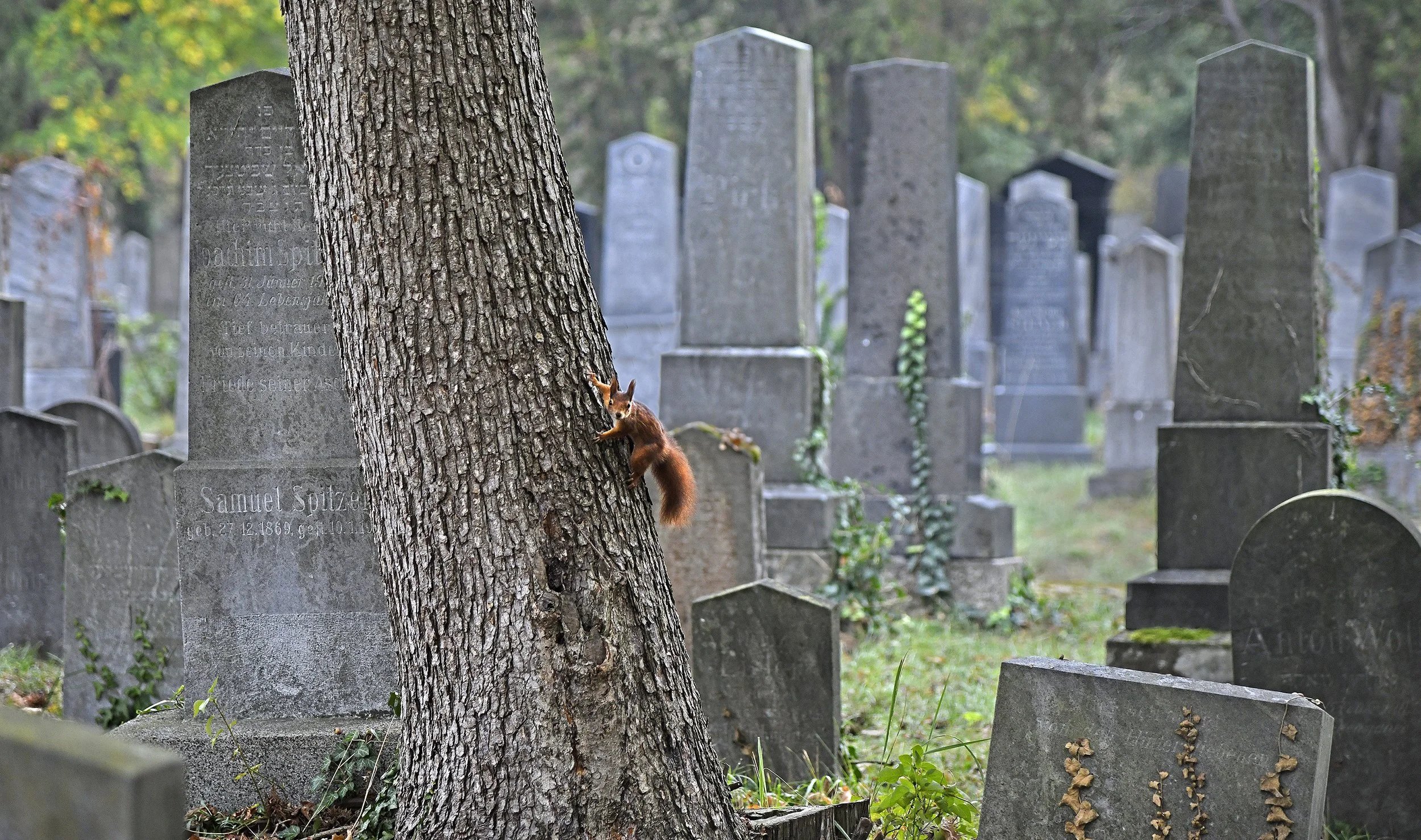 Zentralfriedhof Manfred Baumgartner 21.jpg