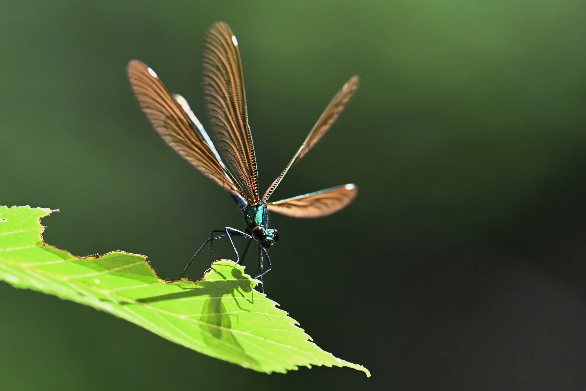  Fotograf/-in:  Alfred Nevsimal  
 Titel:  Libelle  
   Alfred Nevsimal   