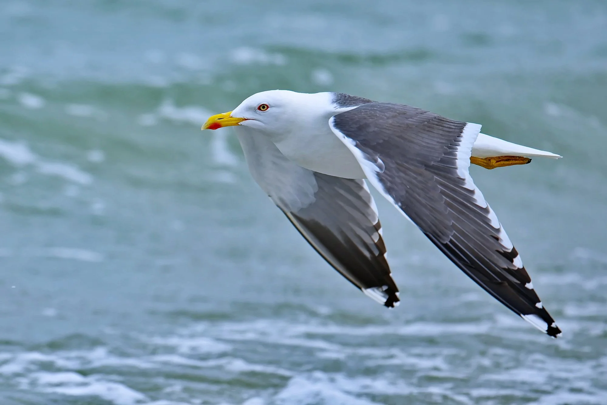  Fotograf/-in:  Alfred Nevsimal  
 Titel:  Möwe  
   Alfred Nevsimal   