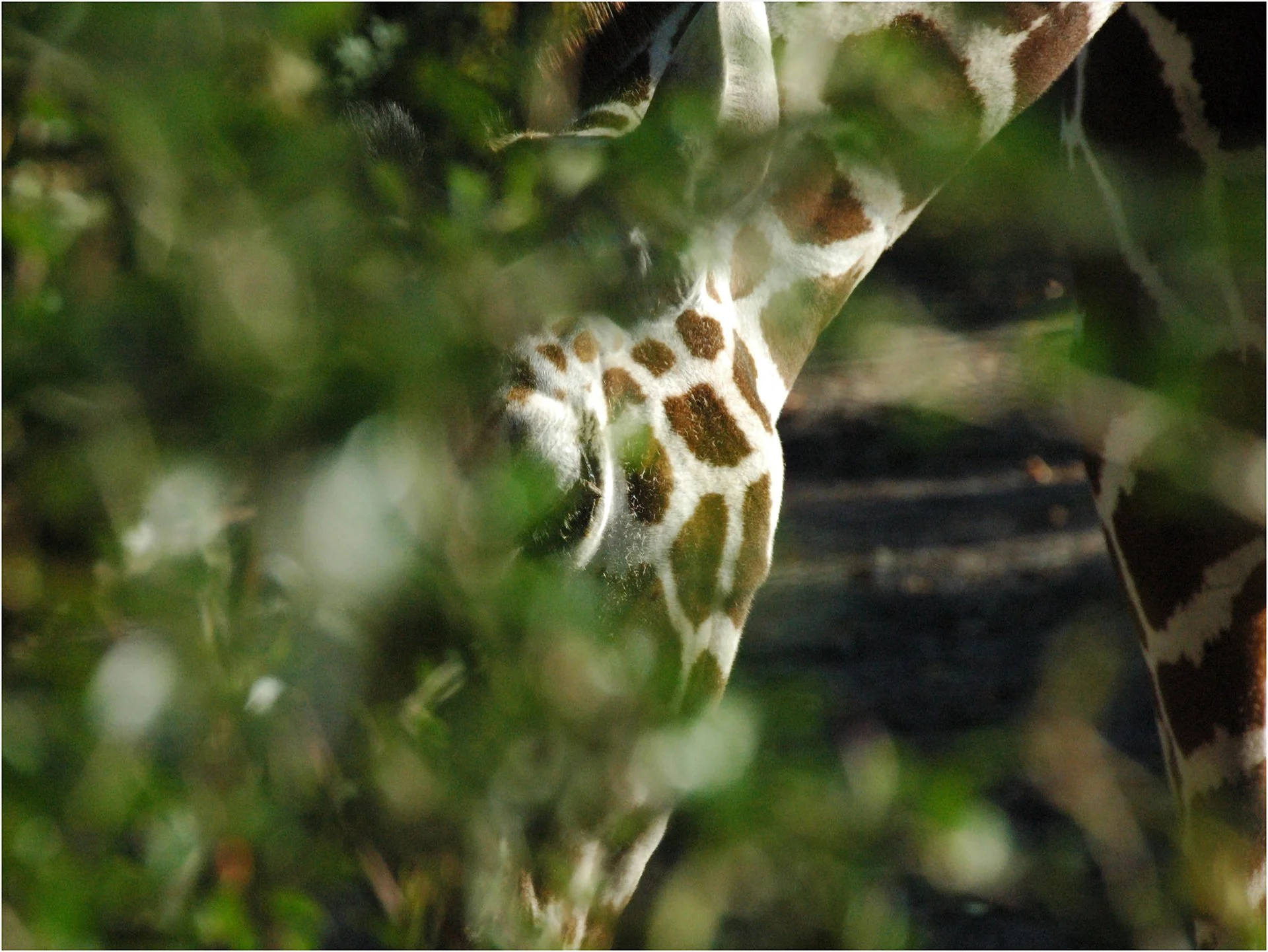 Giraffe im Zoo.jpg