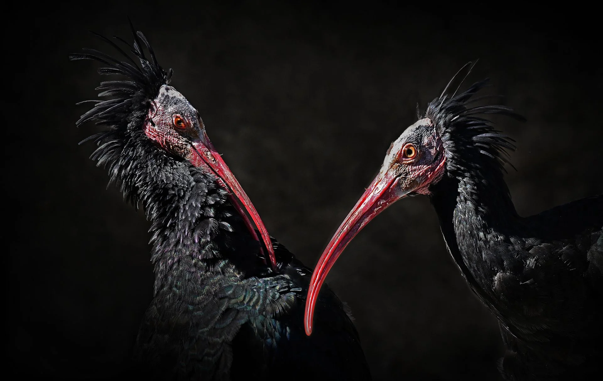 Andreas Baumgartner - Bild 52