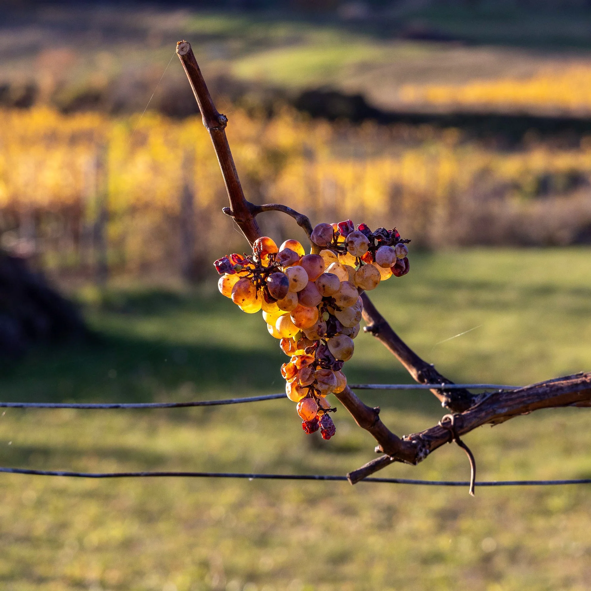 3H4A0083-Gerhild_Web.jpg