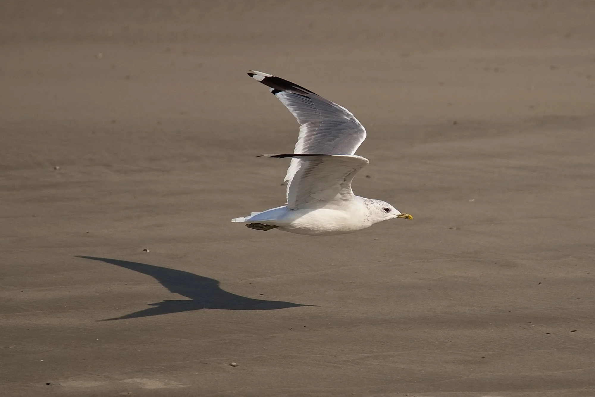  Fotograf/-in:  Alfred Nevsimal  
 Titel:  Schatten der Möwe  
   Alfred Nevsimal   