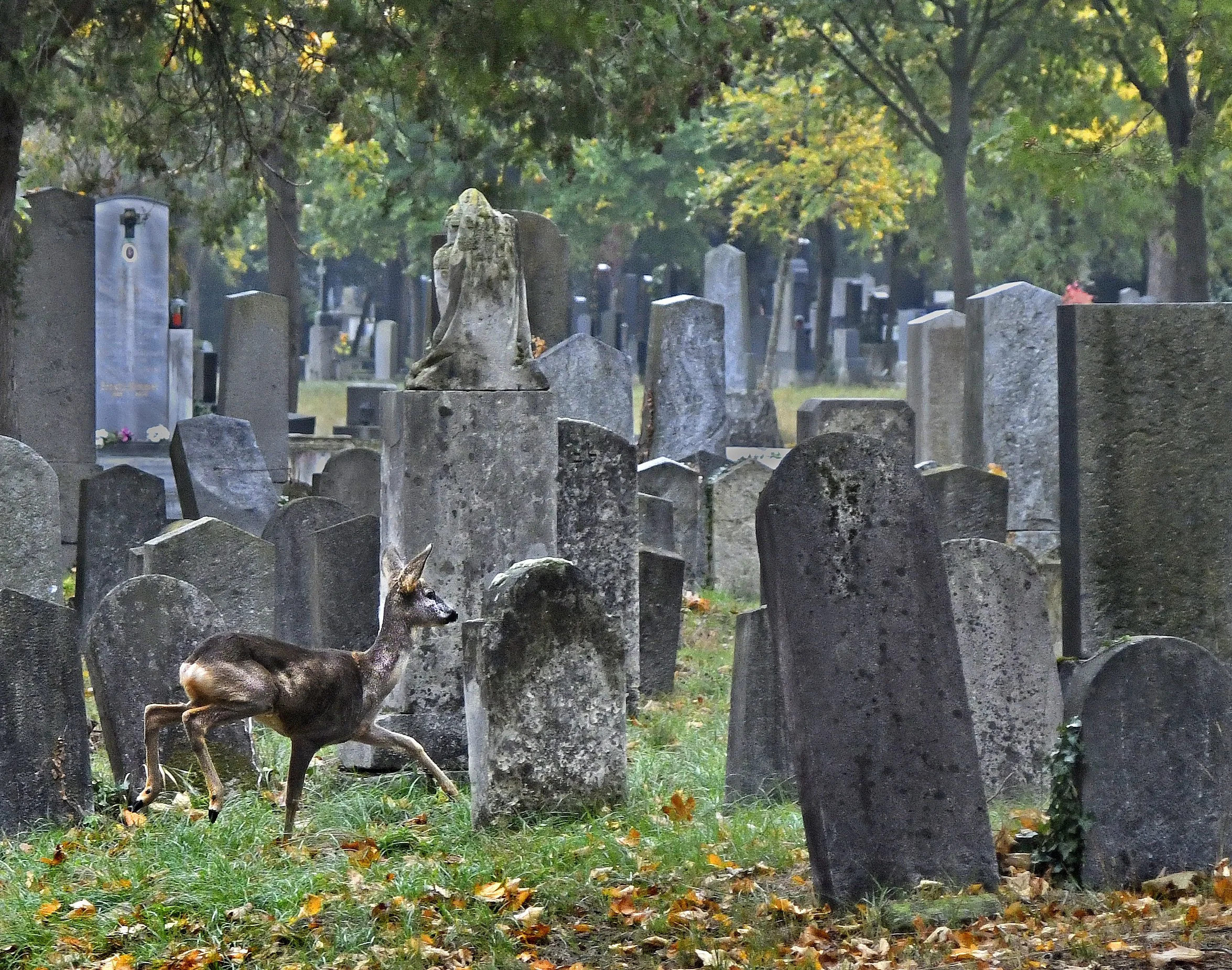 Zentralfriedhof Manfred Baumgartner 20.jpg