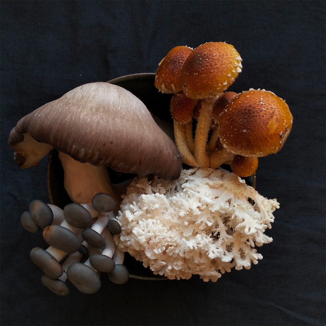 Wombat-Forest-Organics-Mixed-Mushrooms.jpg