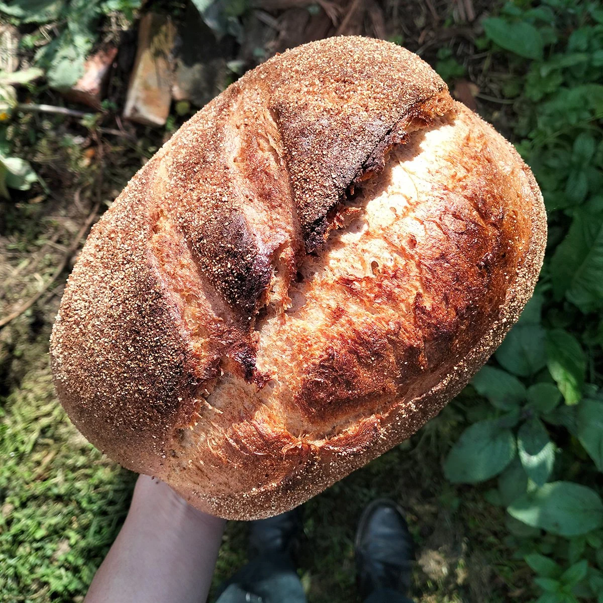 Two-Fold-Bakehouse-Round-Wholegrain.jpg