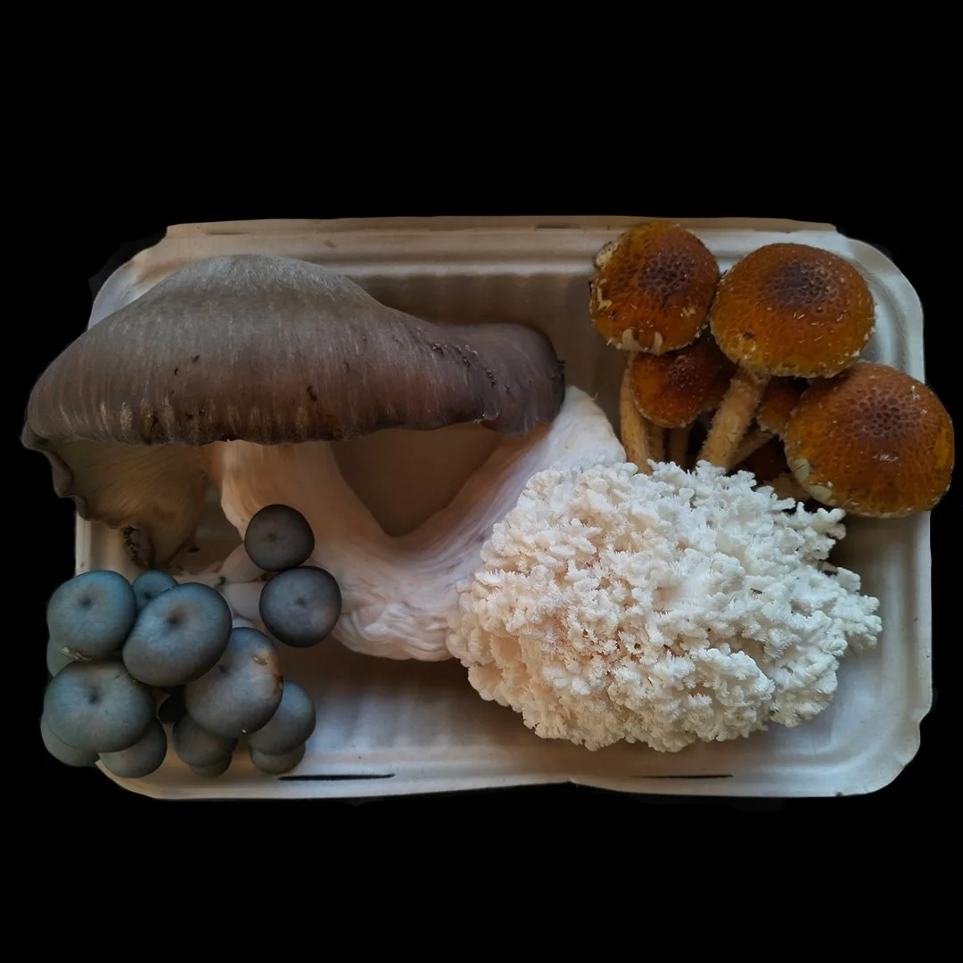Wombat-Forest-Organics-Mixed-Mushrooms-Box.jpg