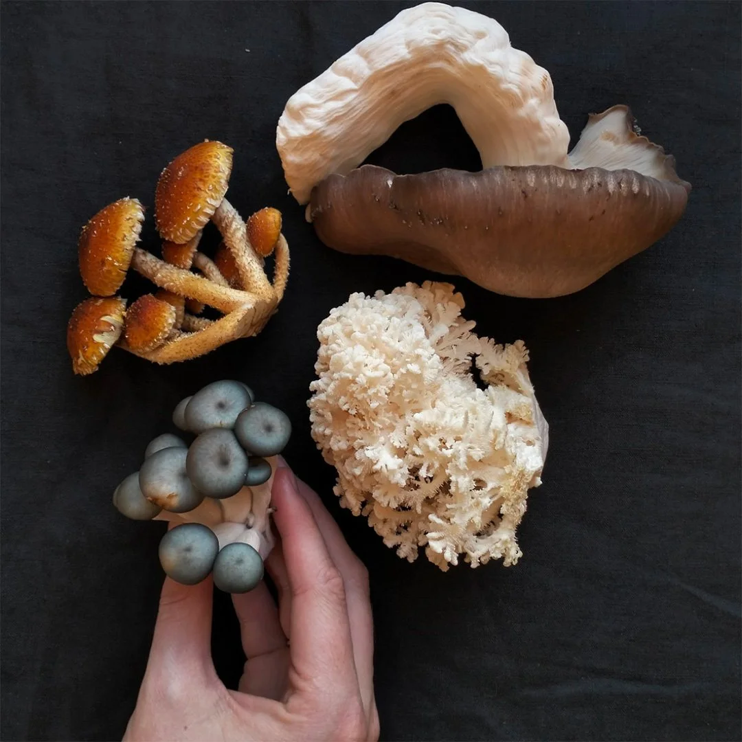 Wombat-Forest-Organics-Mixed-Mushrooms-hand.jpg