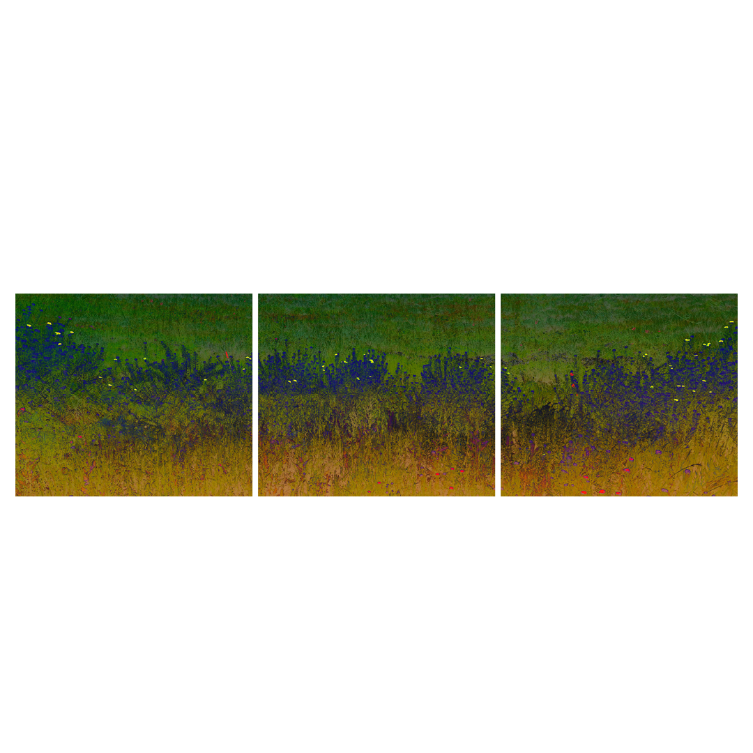 Dyer's Woad.png