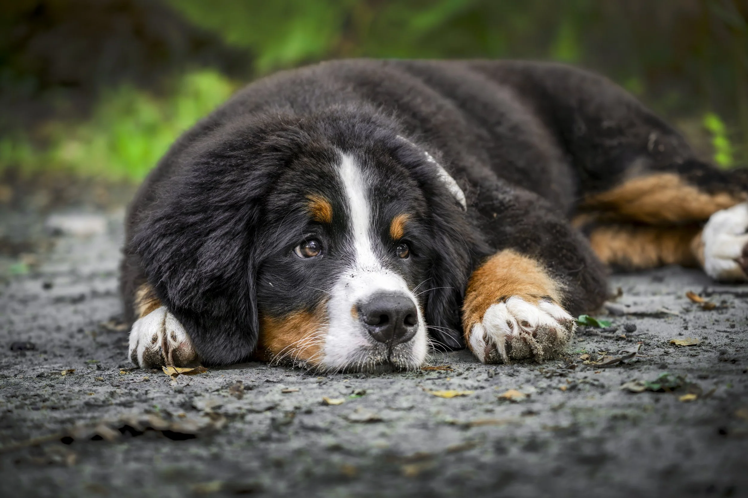 Look Mom, I'm no trouble - Lübeck, Belgium 2023/08