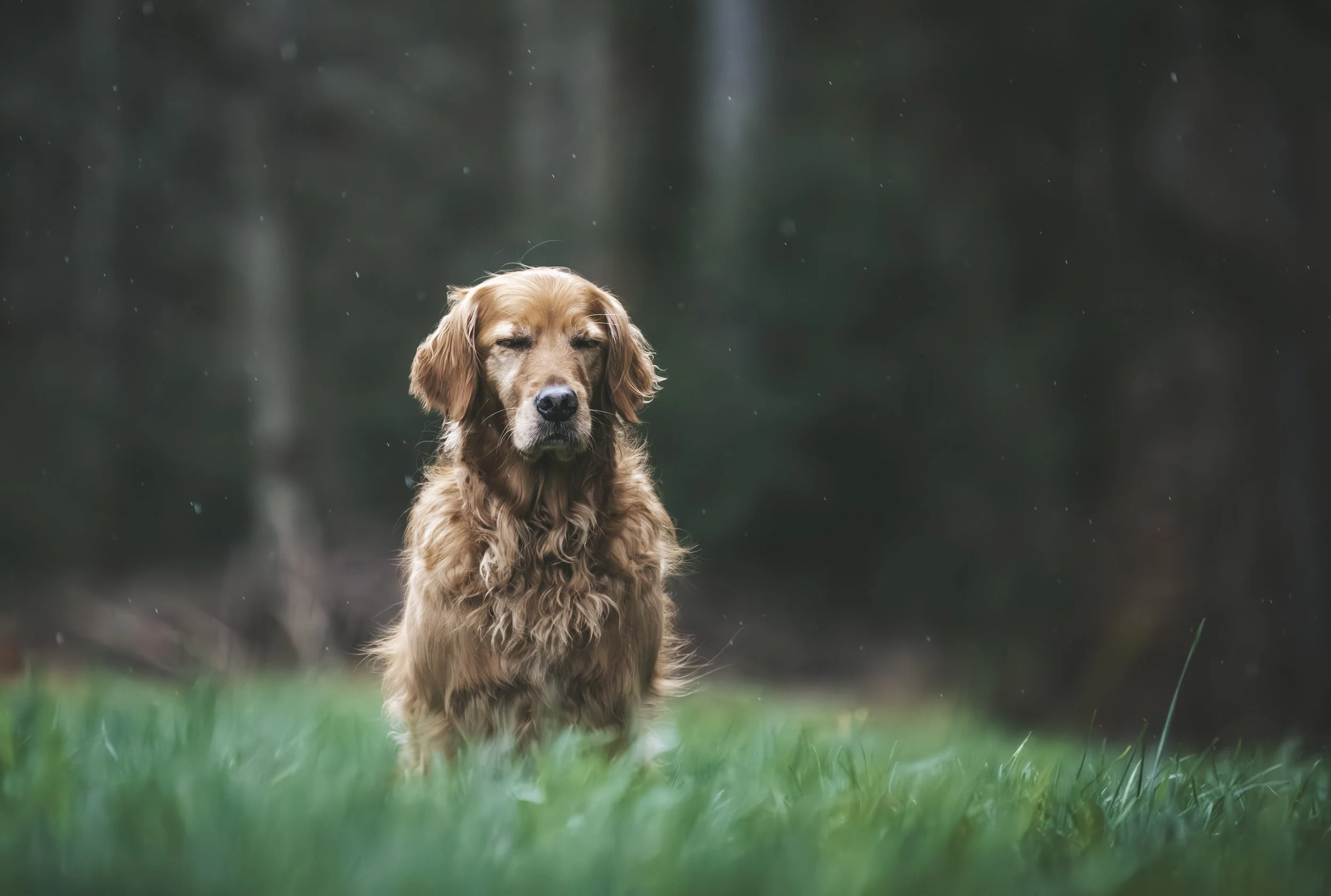 Enjoy the Silence - Schoenfels, Luxembourg 2023/03