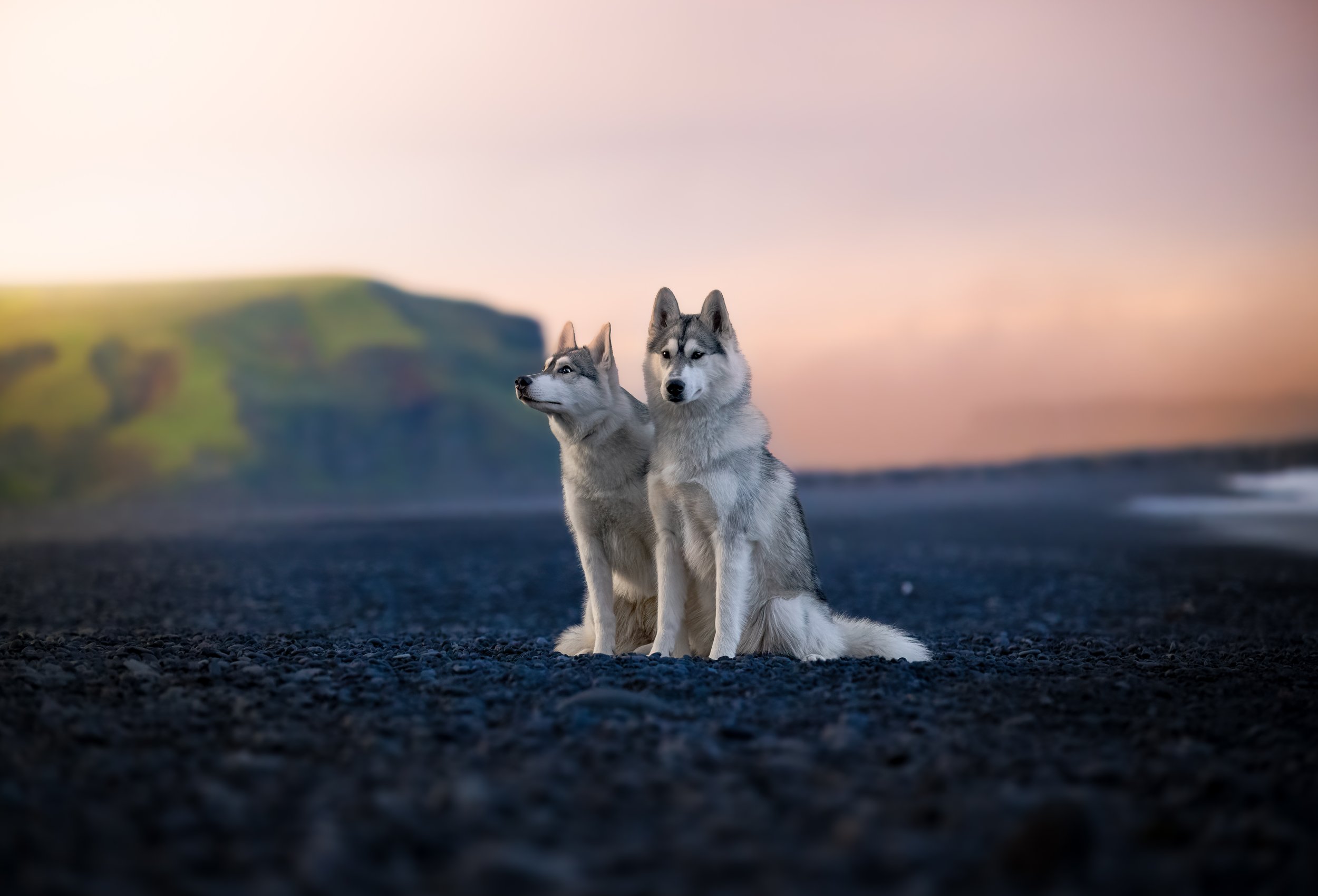 Sit and Wait - Vikurfjara Black Beach, Vik, Iceland 2024/06