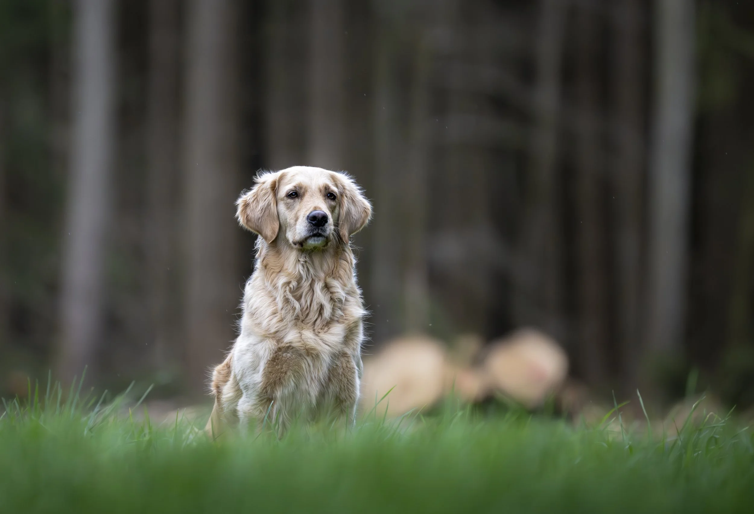 Focused - Schoenfels, Luxembourg 2023/03