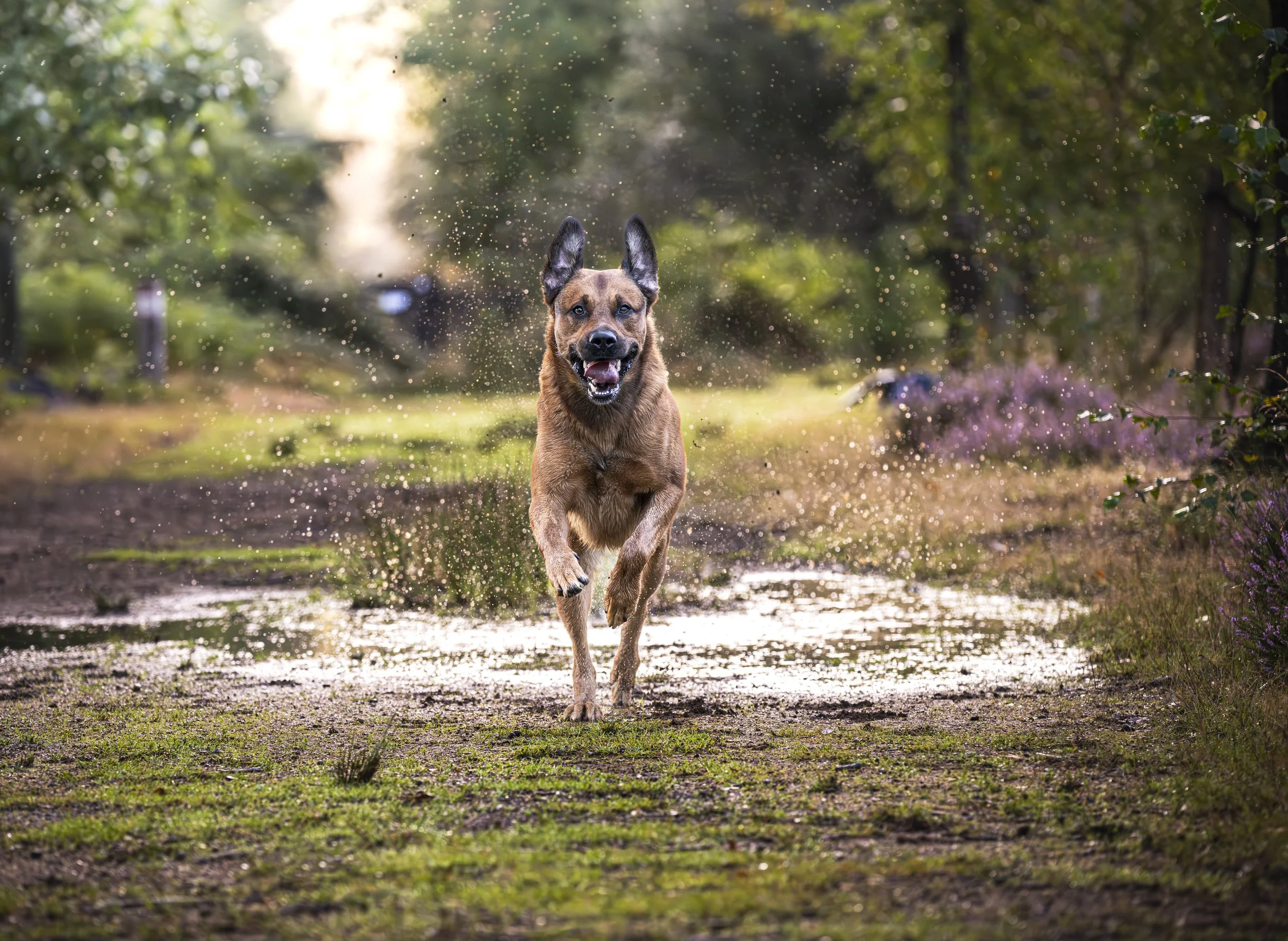 Run To Me - Lübeck, Belgium 2023/08