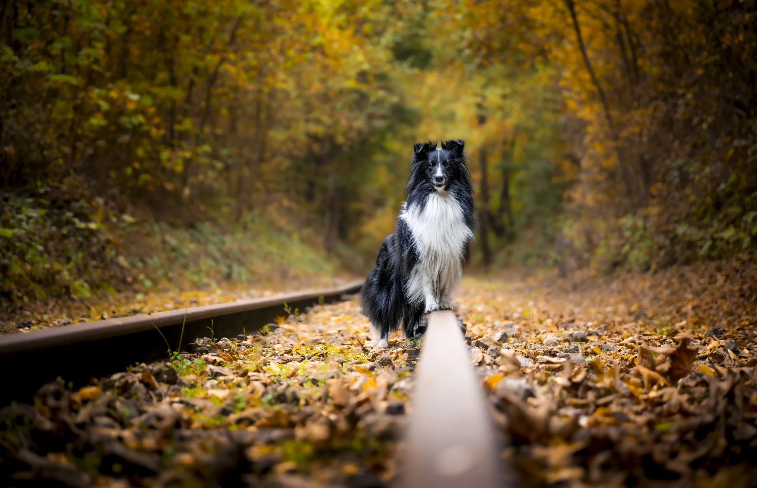 Majesty in miniature - Fond-De-Gras 2025/10