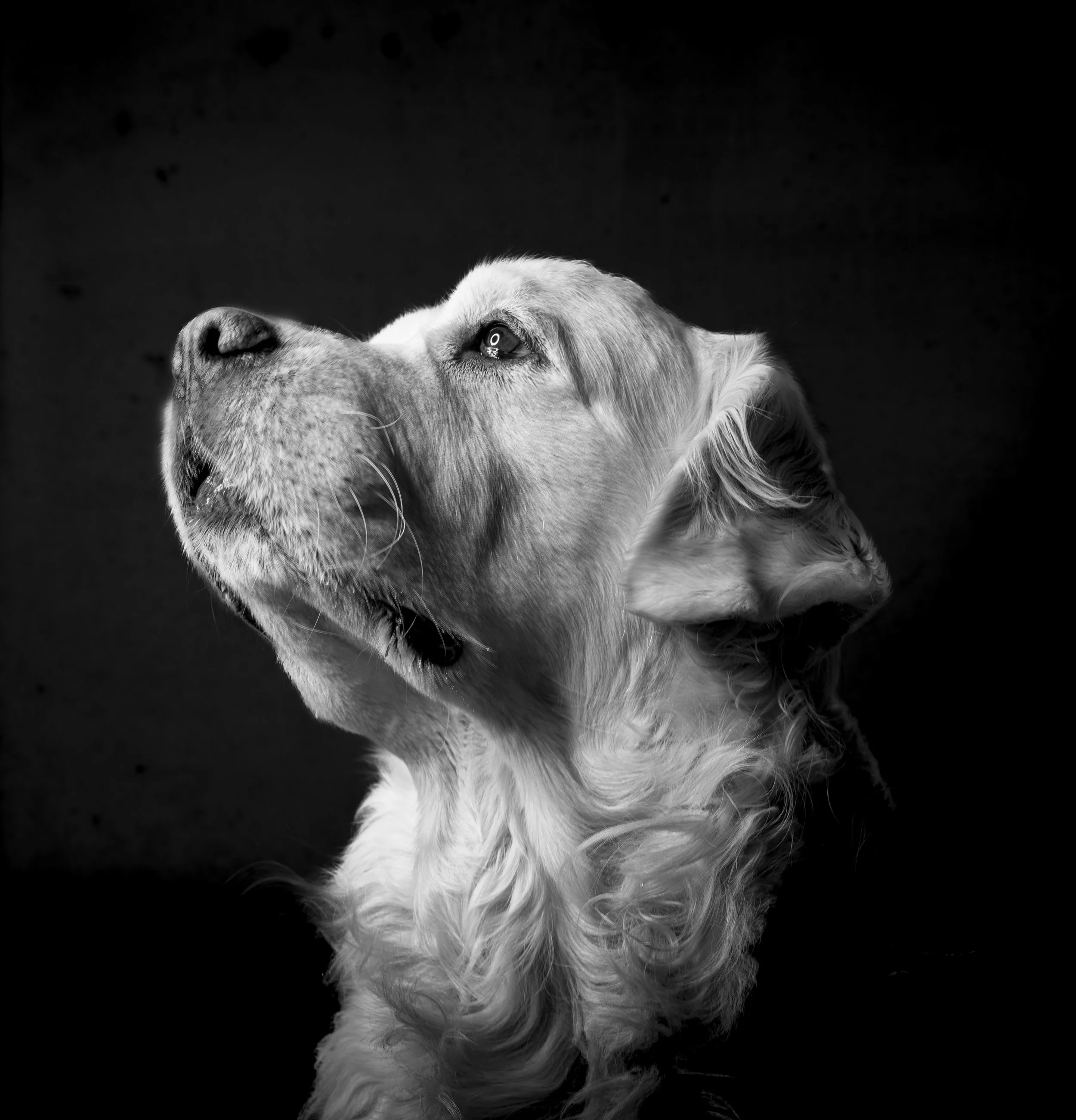 A Close Bond - Studio, Luxembourg 2023/01