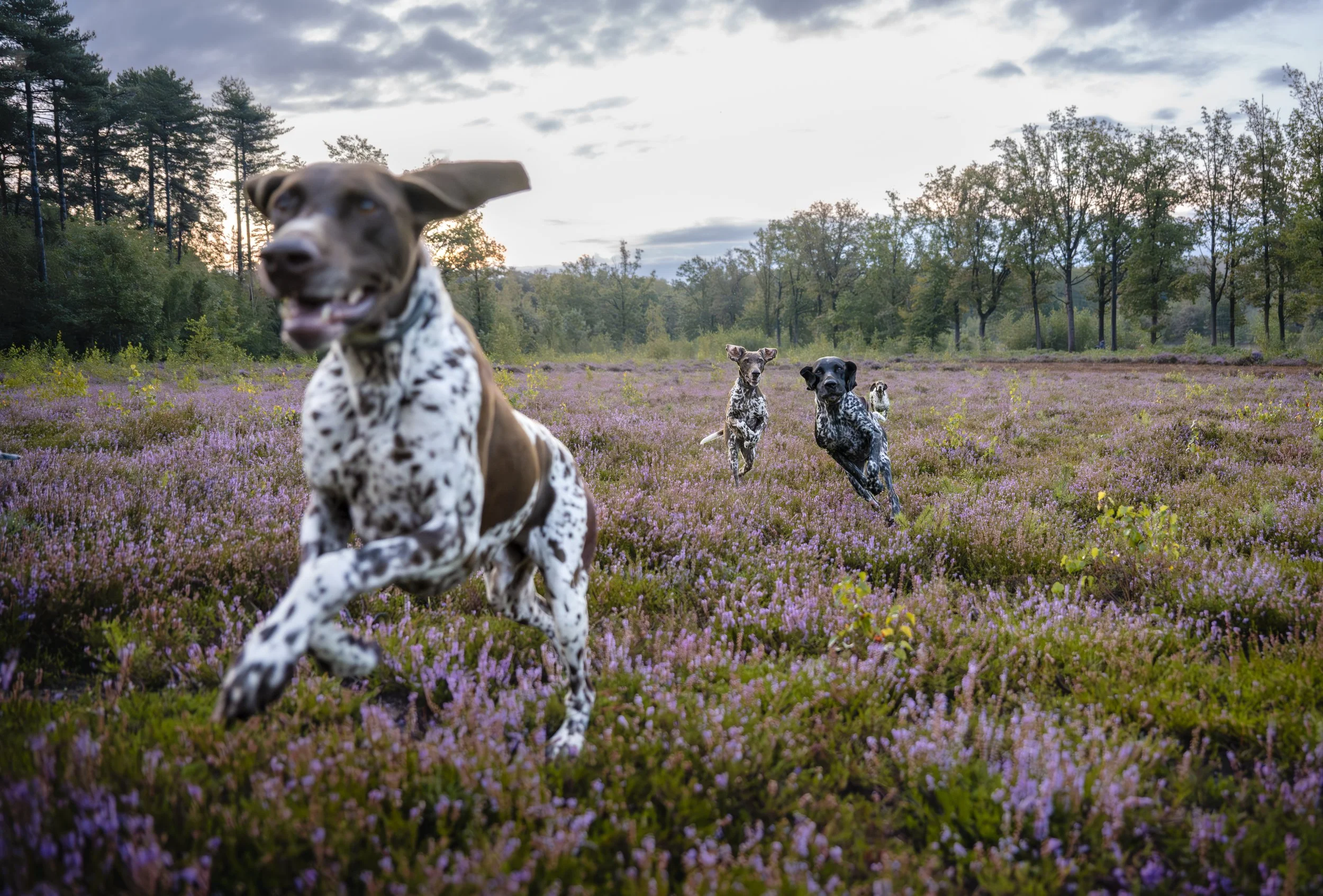 Catch Me If You Can - Lübeck, Belgium 2023/08
