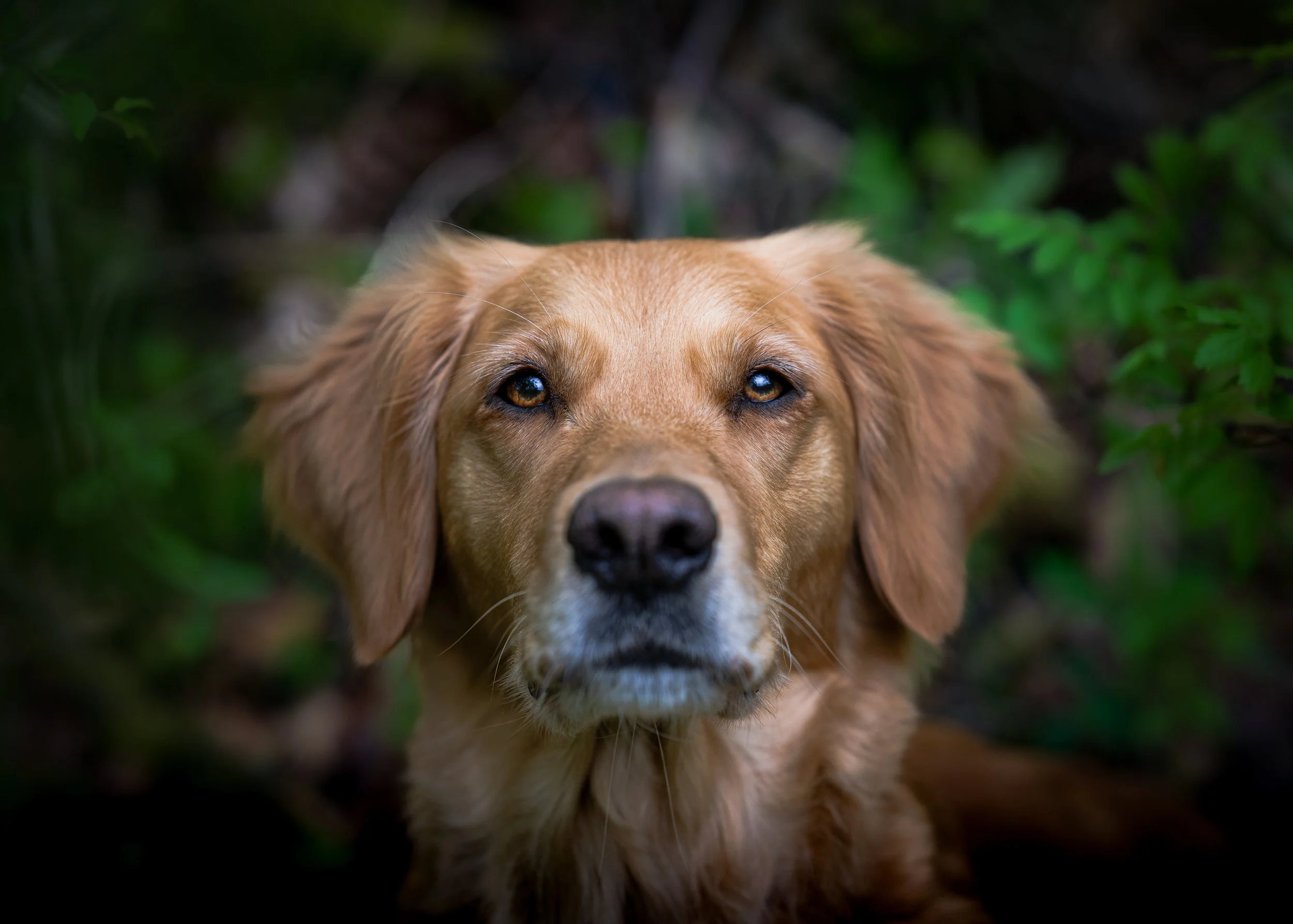 A Feeling of Serenity - Waldhof, Luxembourg 2024/04