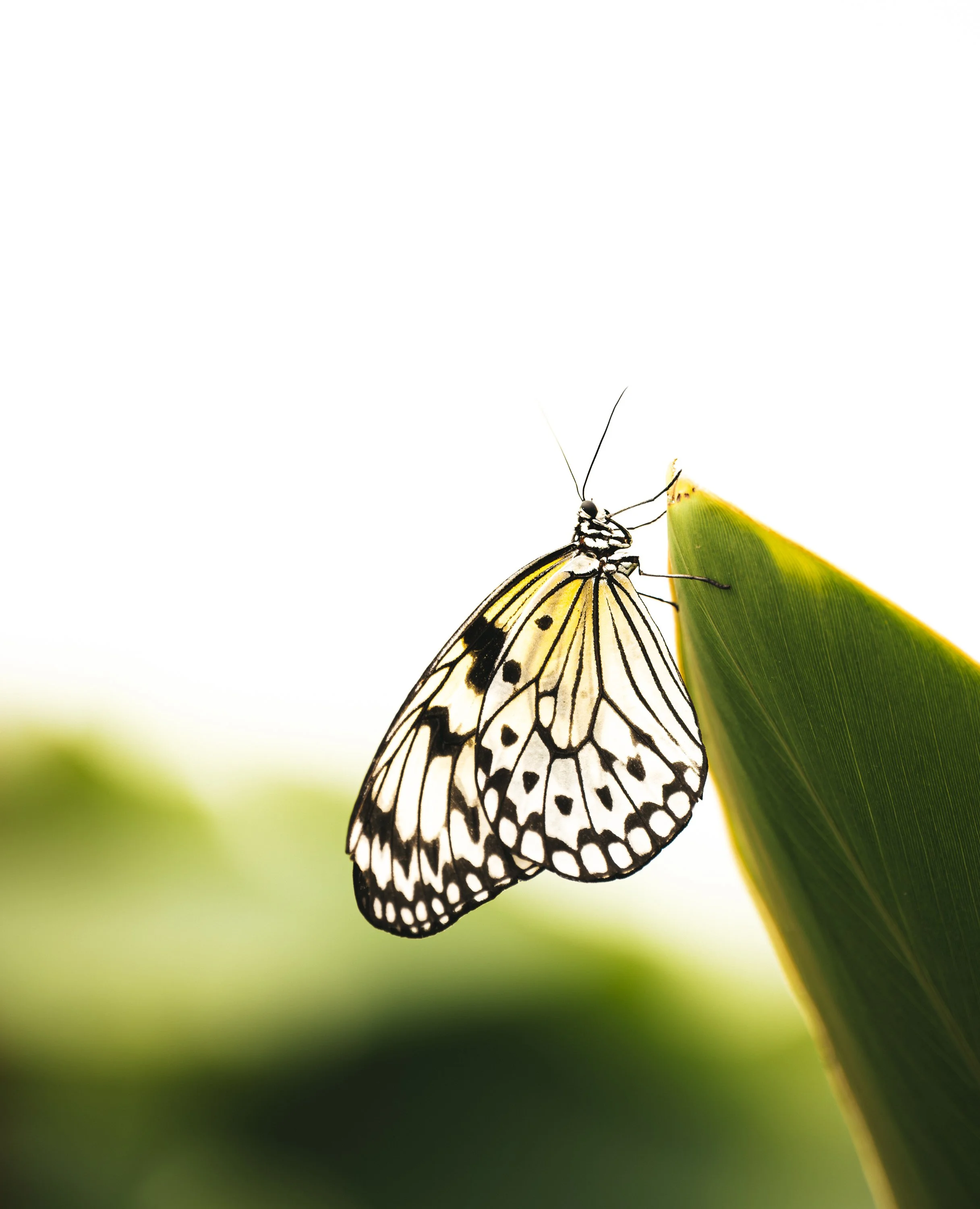 Grevenmacher, Luxembourg 2025/05