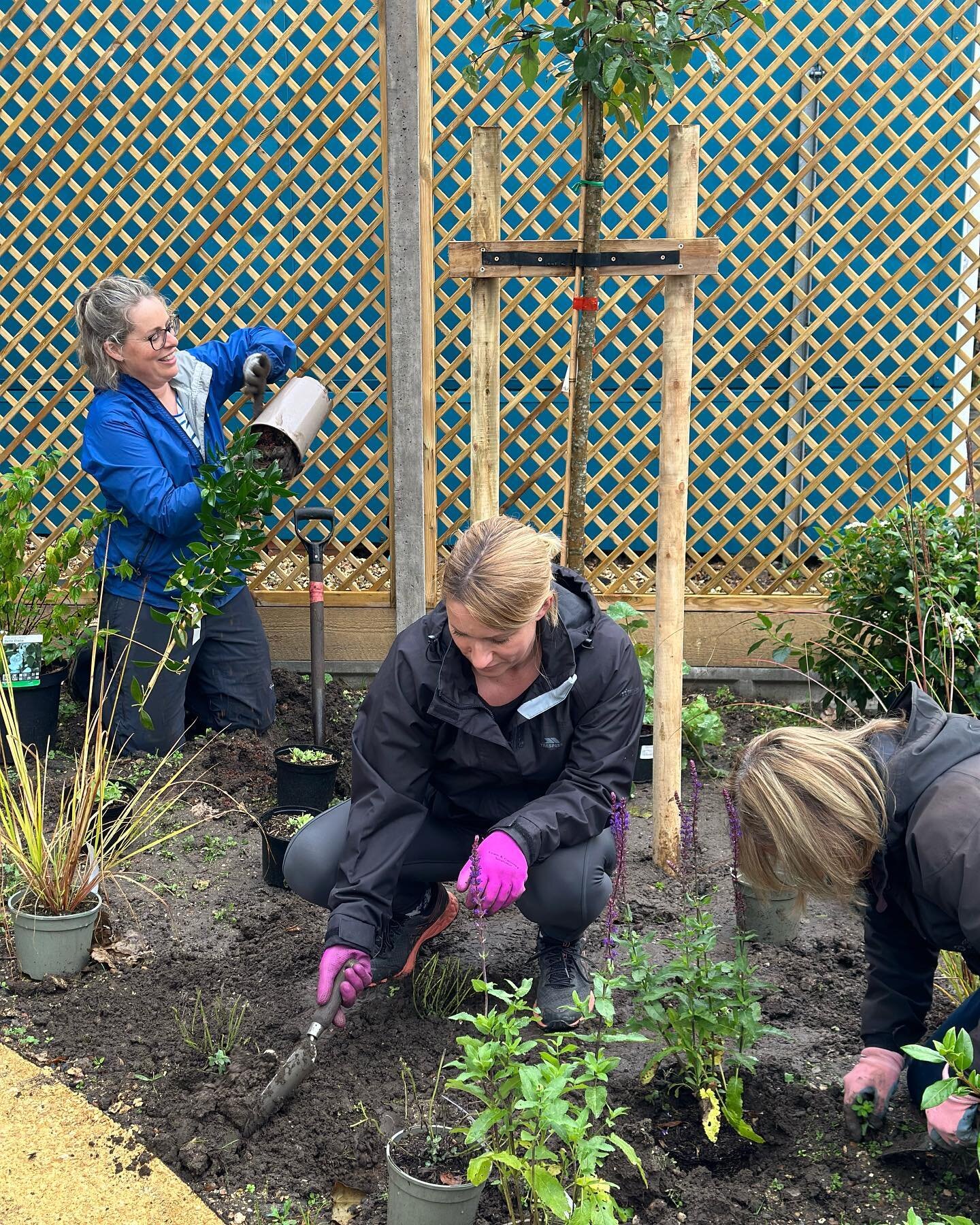 Great to plant up this school sensory garden in #farnham with volunteers from the parents and @farnhamofficial 
Designed with @victoriabaileygardens Built by @mettagarden 
Plants and features from:
@harrodhorticultural @northhillnurseries @griffinnur