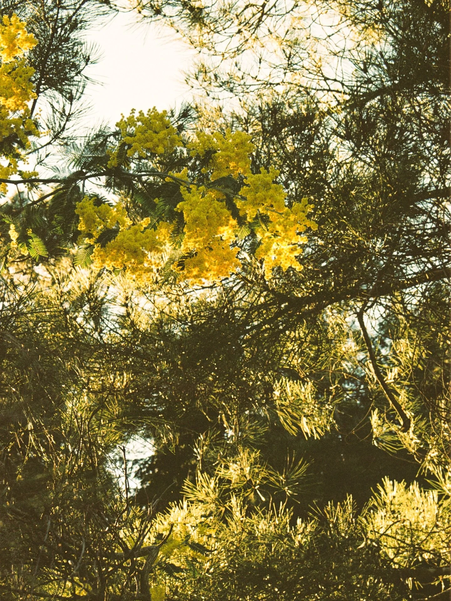 Golden hour at my grandma&rsquo;s home on film from march
kodak gold 200
#kodak #onfilm #serradomarao