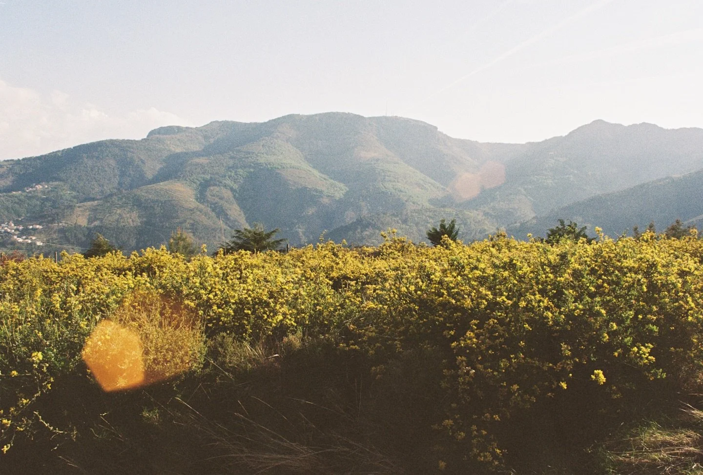 spring at my grandma&rsquo;s home on film 
kodak gold 200
#kodak #onfilm #serradomarao