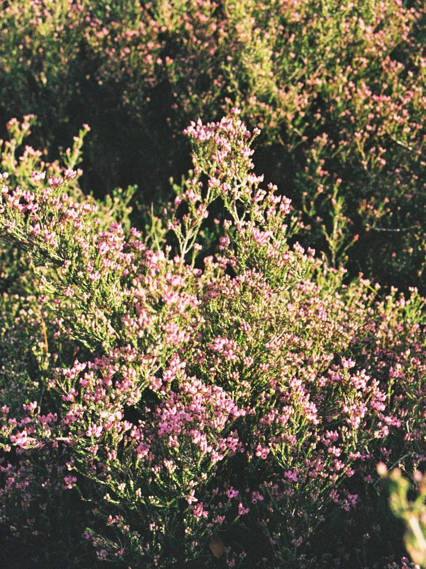 spring at my grandma&rsquo;s home on film 
kodak gold 200
#kodak #onfilm #serradomarao