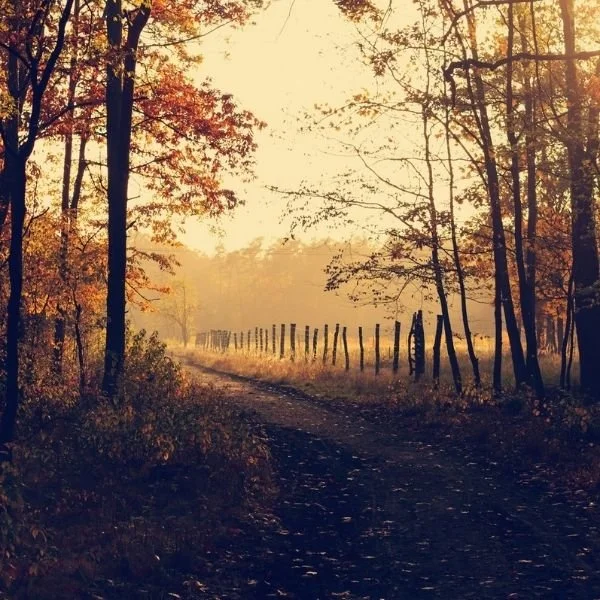 Autumn Offer (Will + Lasting Powers of Attorney Bundle)