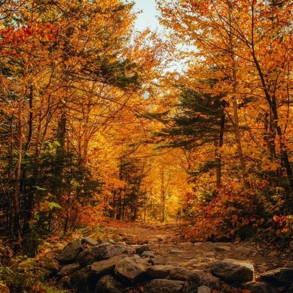 Autumn Offer (Will + Lasting Powers of Attorney Bundle)