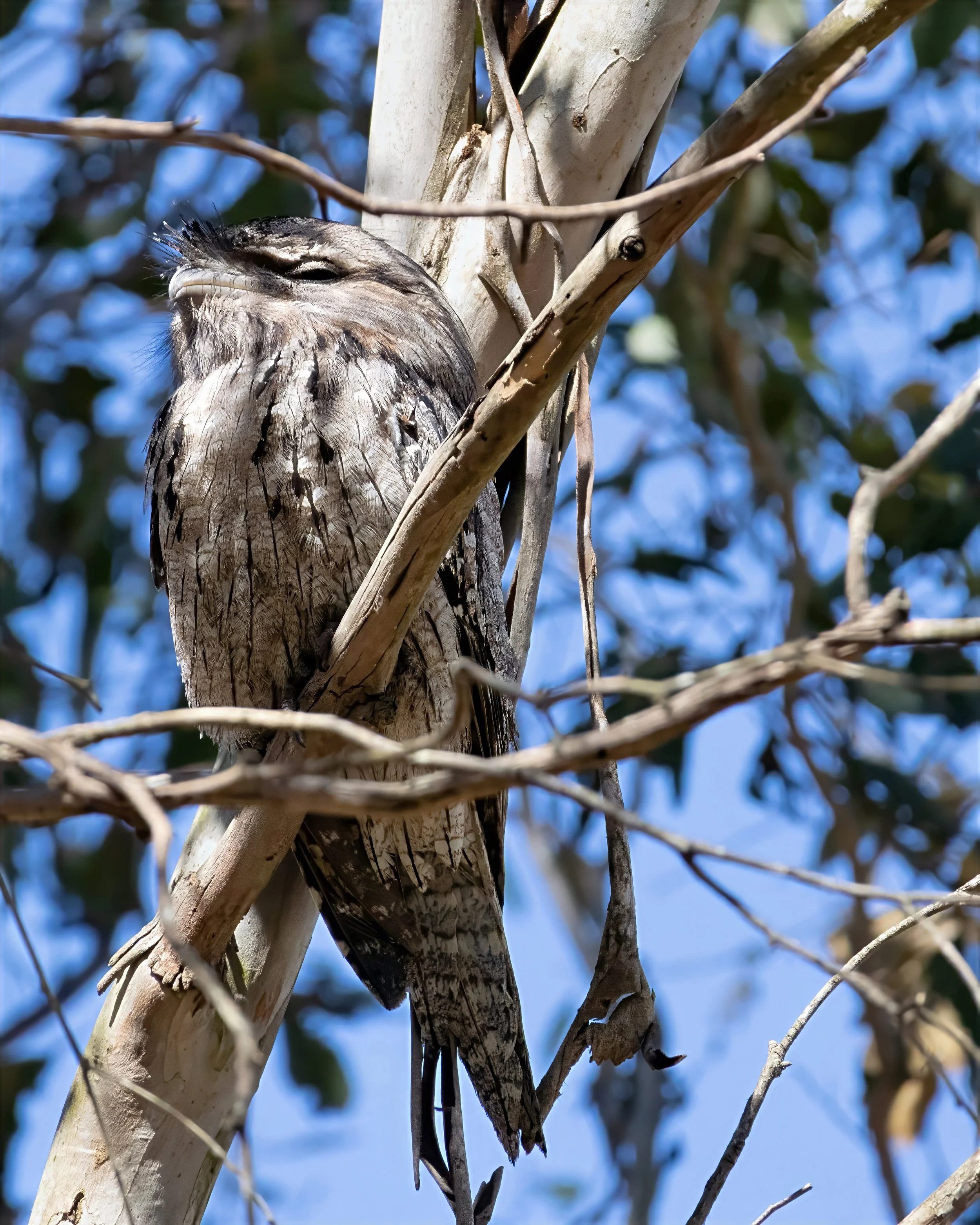 Tawny Frogmouth