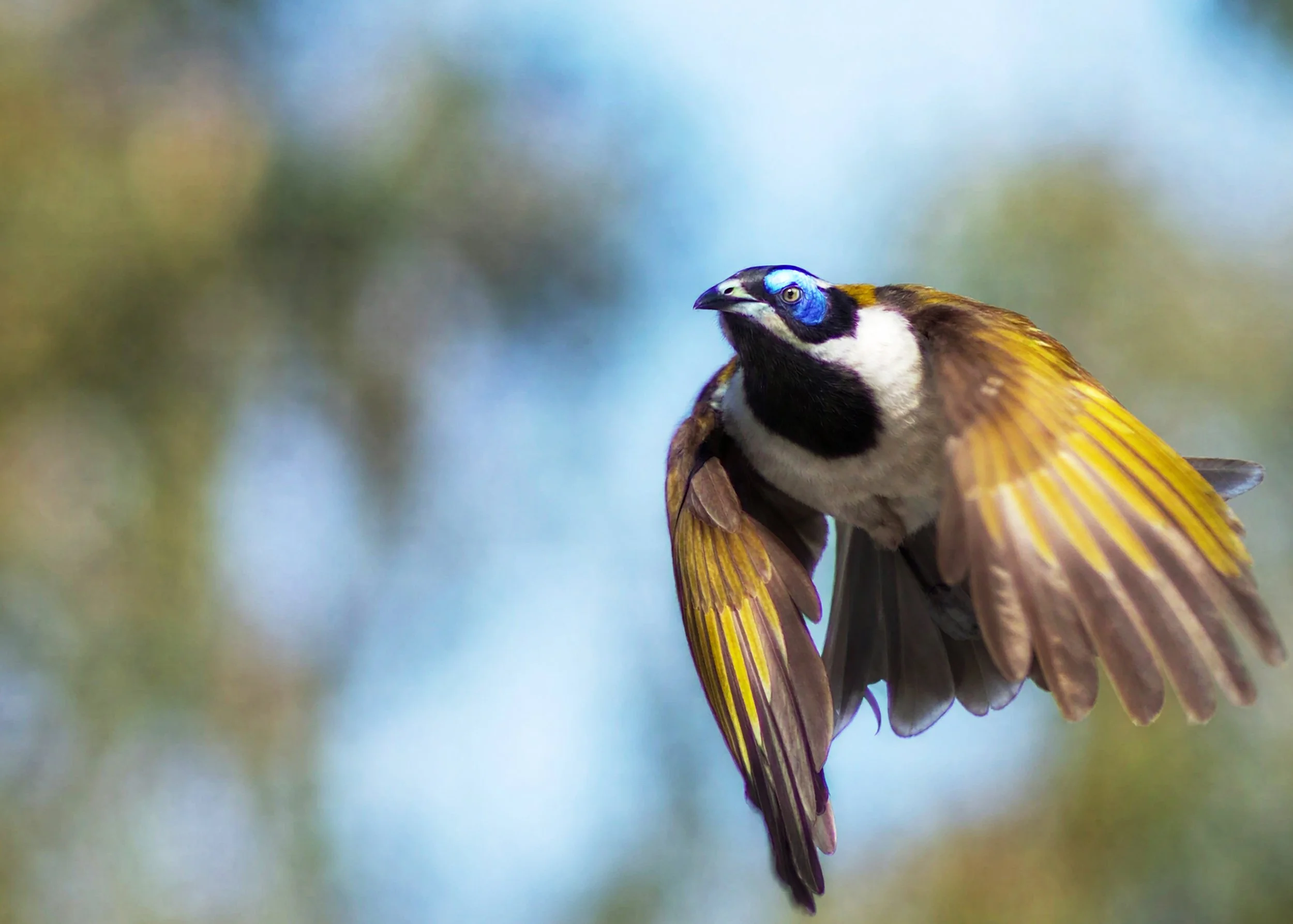 Blue-faced Honeyeater