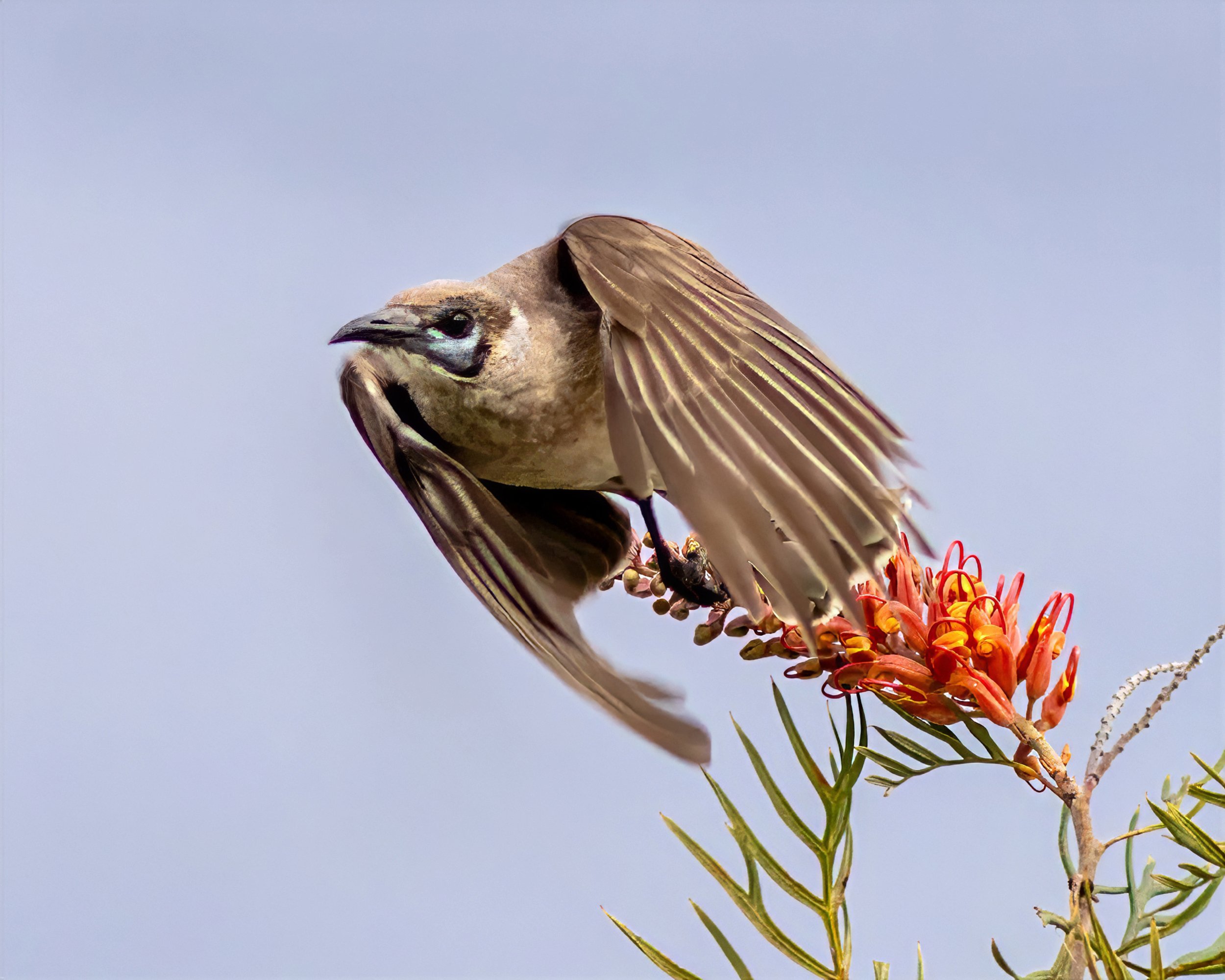 Friarbird