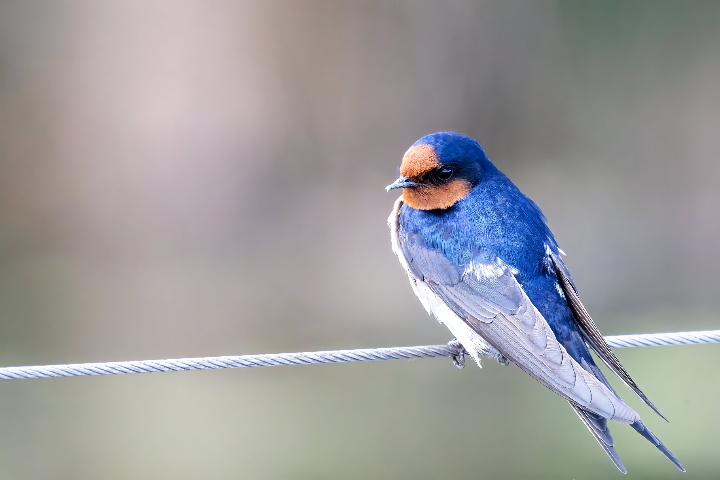 Welcome Swallow