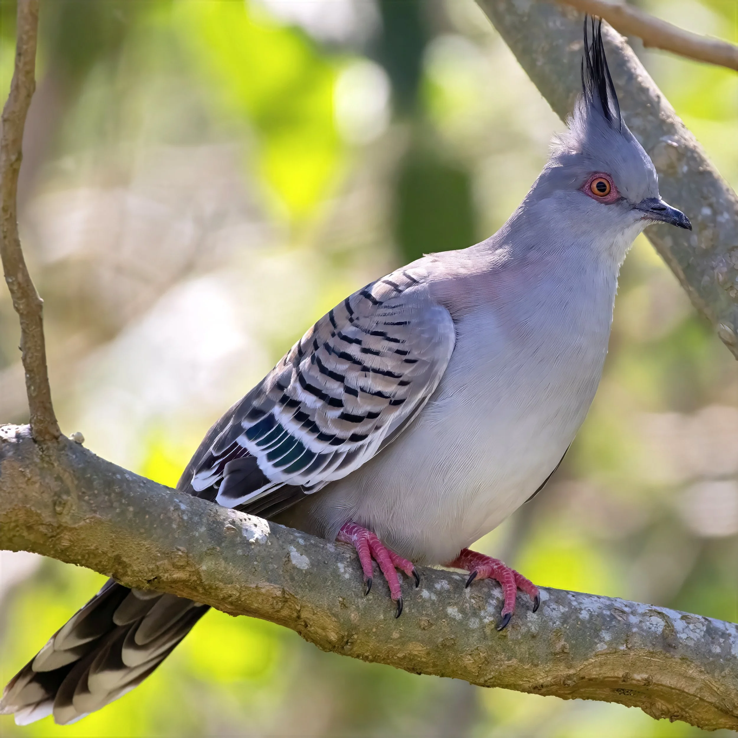 Crested Pigeon
