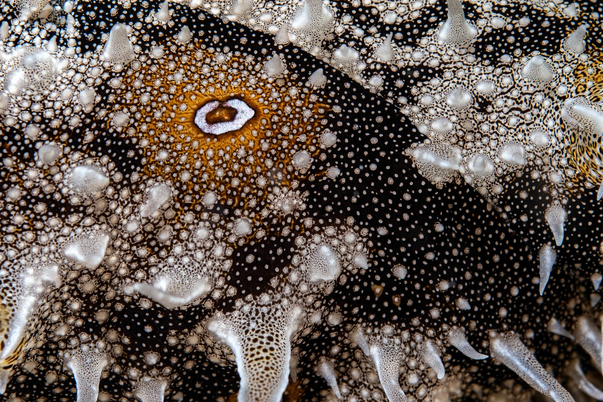 COLORES - Xavier Mas - 1r premi Art a la natura