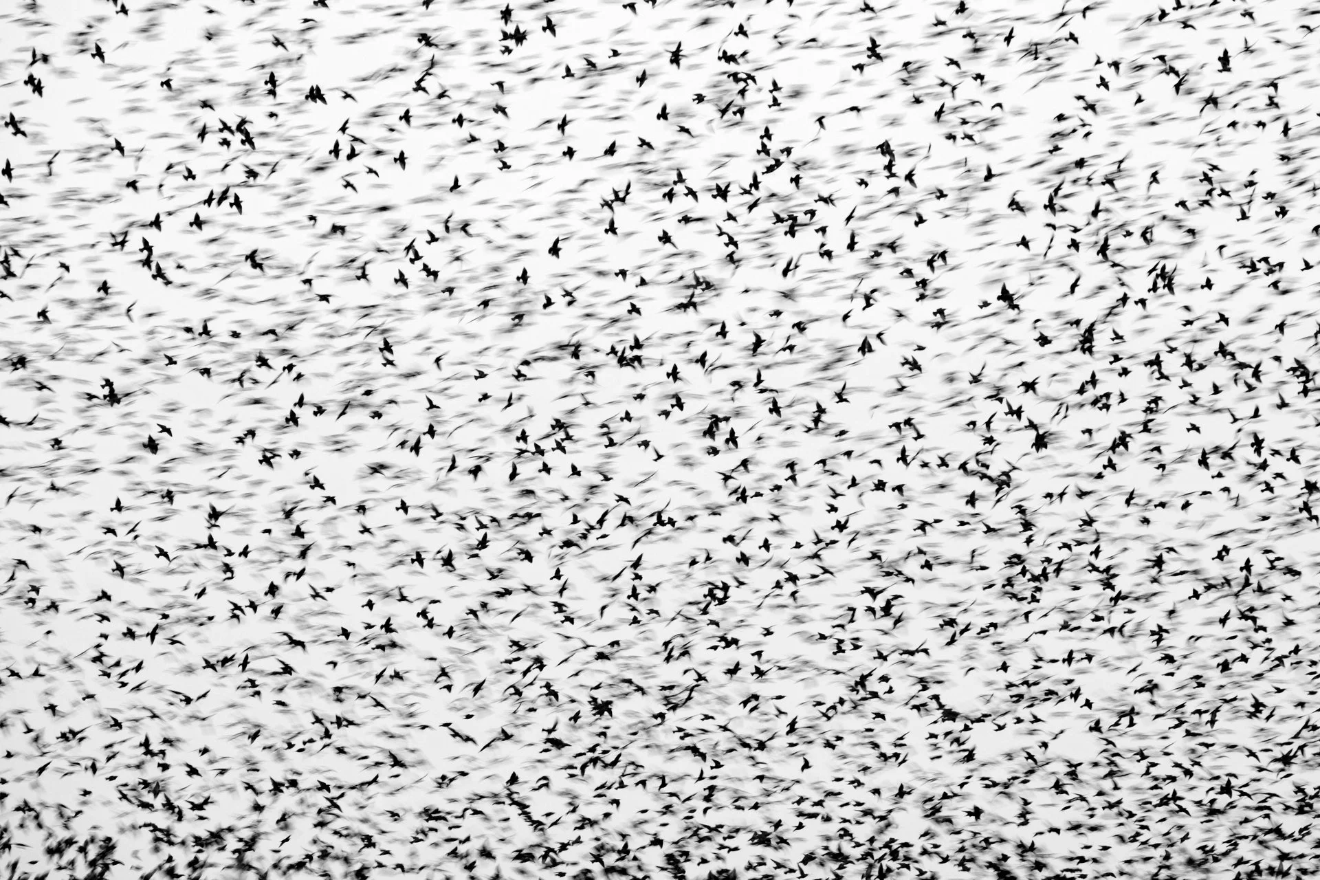 ENJAMBRE - Tomeu Santandreu - 2n premi Aus