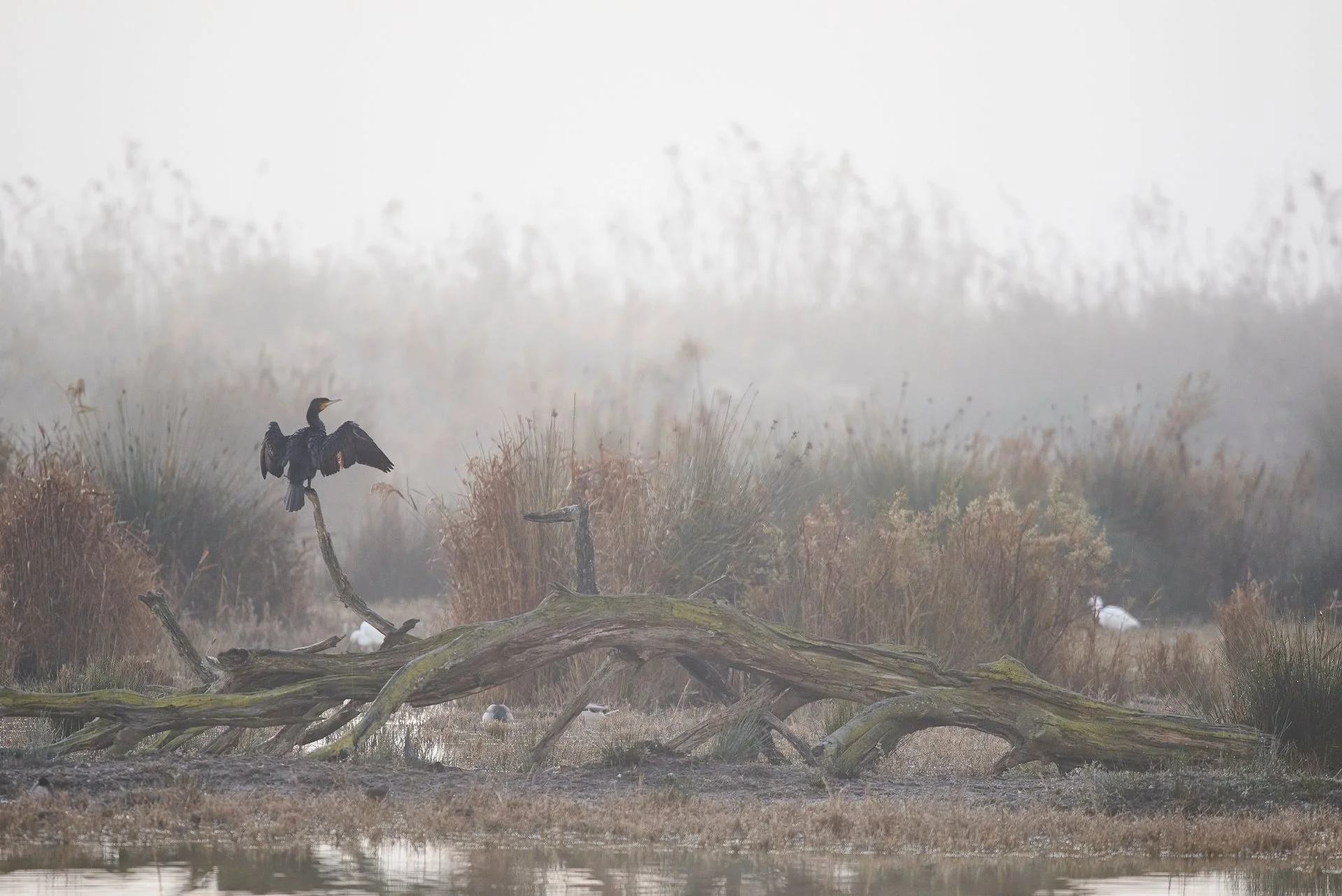 EL DESPERTAR DE LA LAGUNA - Néstor Carda - 1r premi Aus