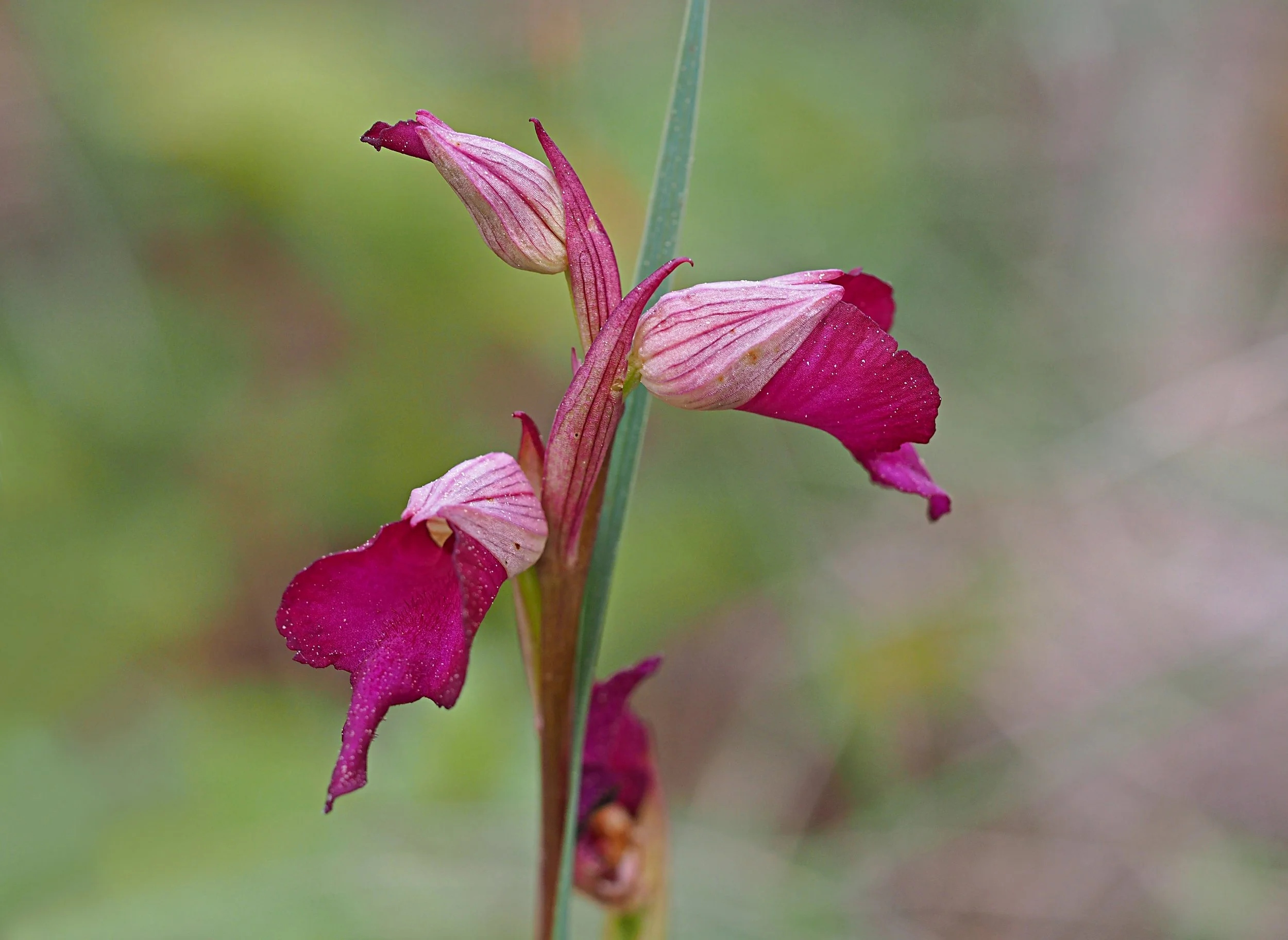 NOU HÍBRID D’ORQUÍDIA