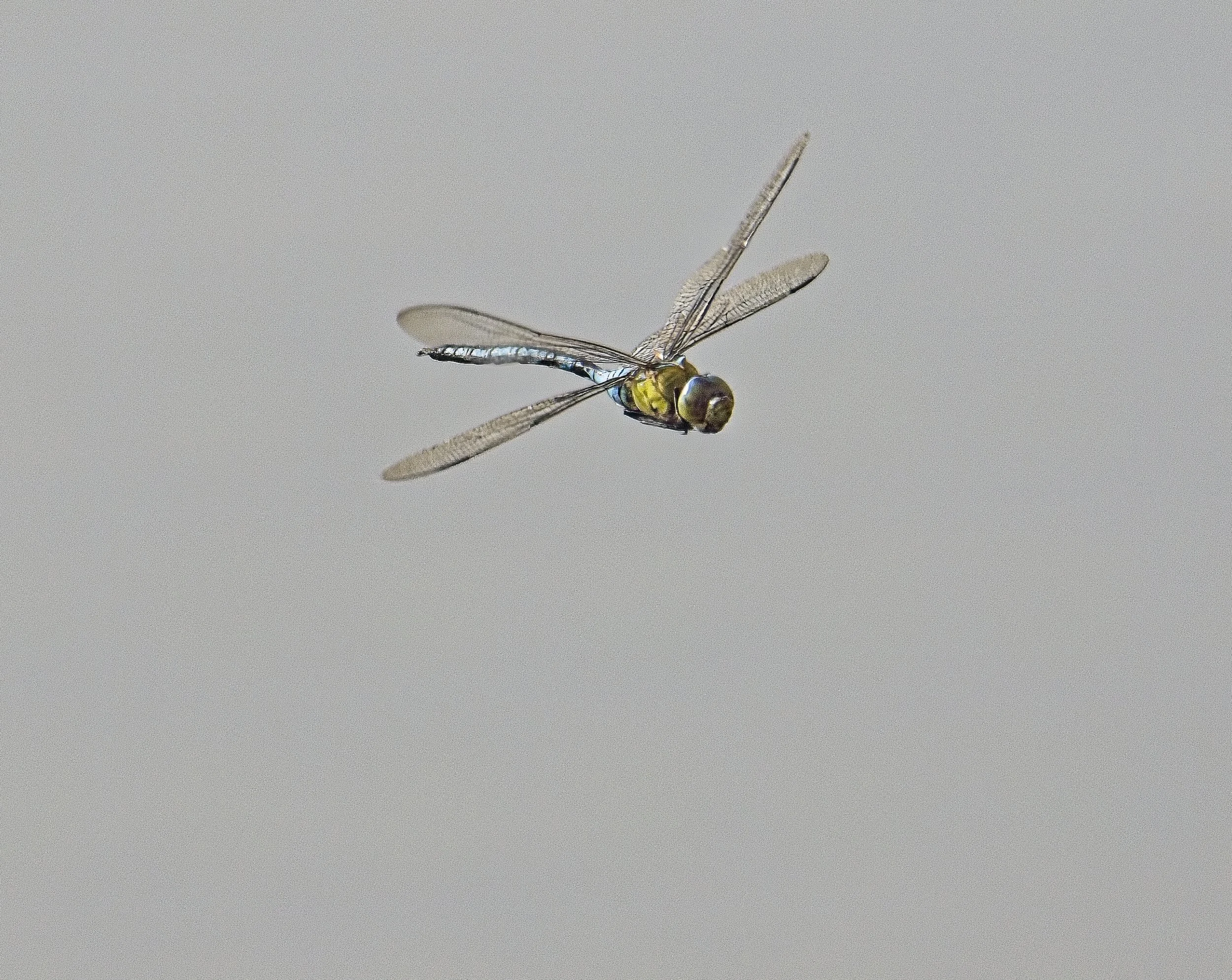 005,5 Anax imperator M.jpg