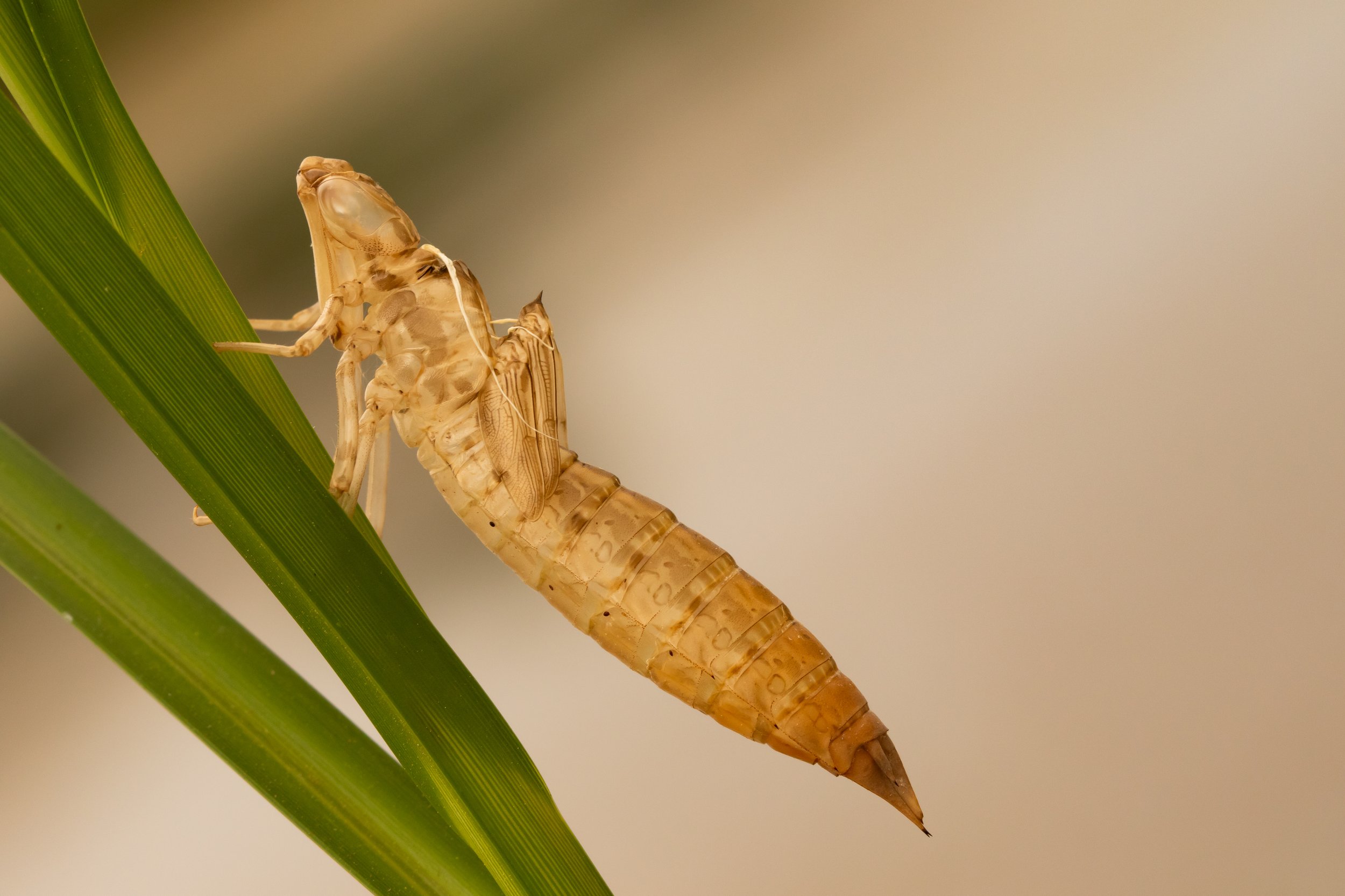 005,6 Exúvia_Anax sp. Cati.jpg