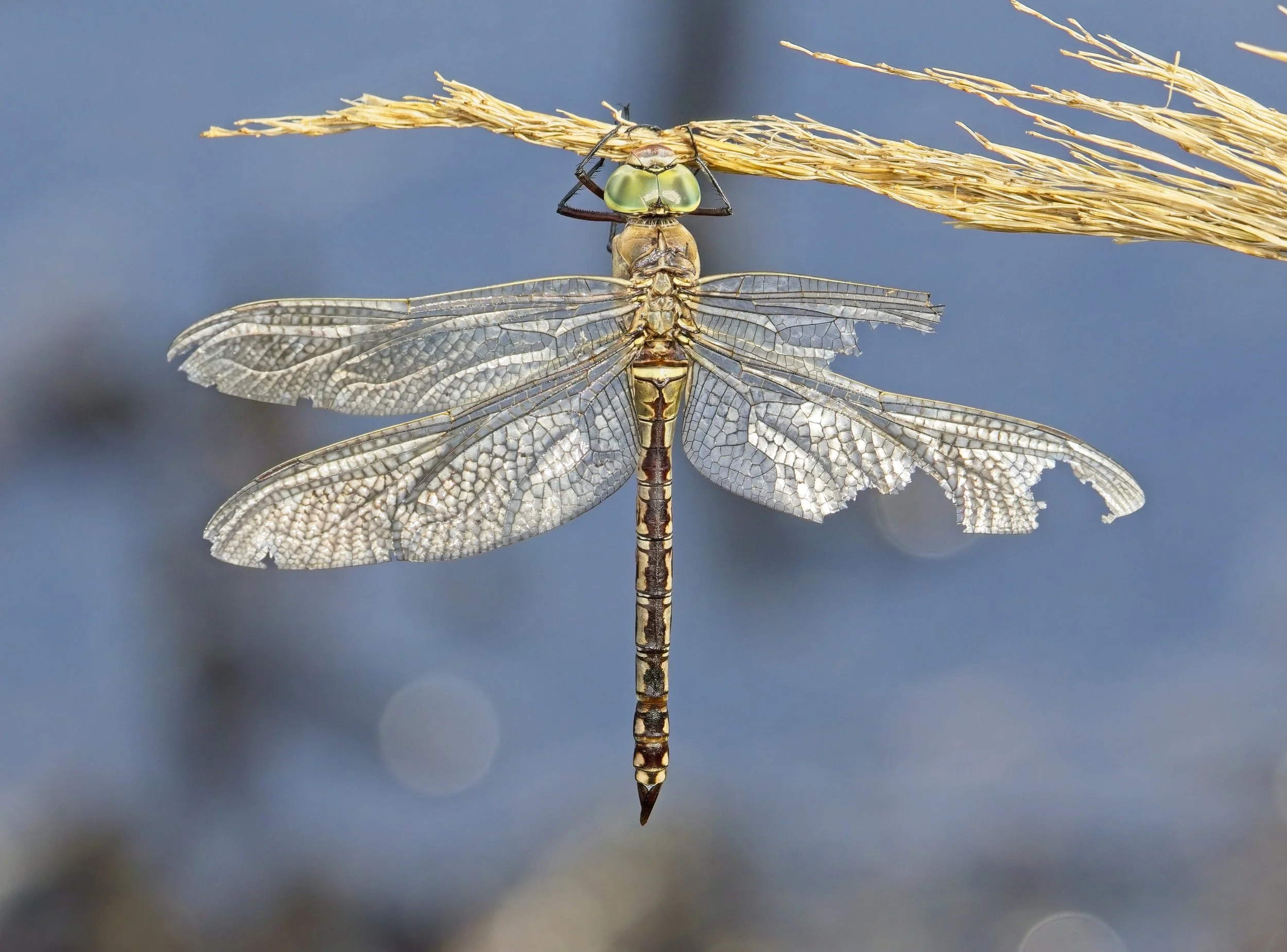 006 Anax parthenope H.jpg