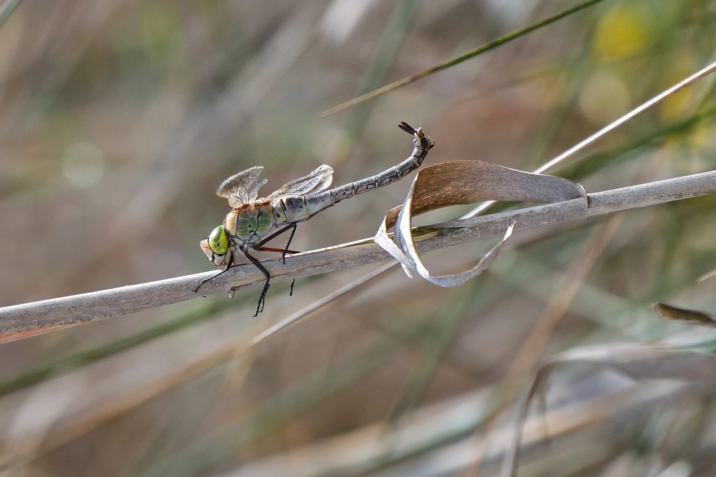 009,4 Ismael Martínez Marí - Anax parthenope.jpg