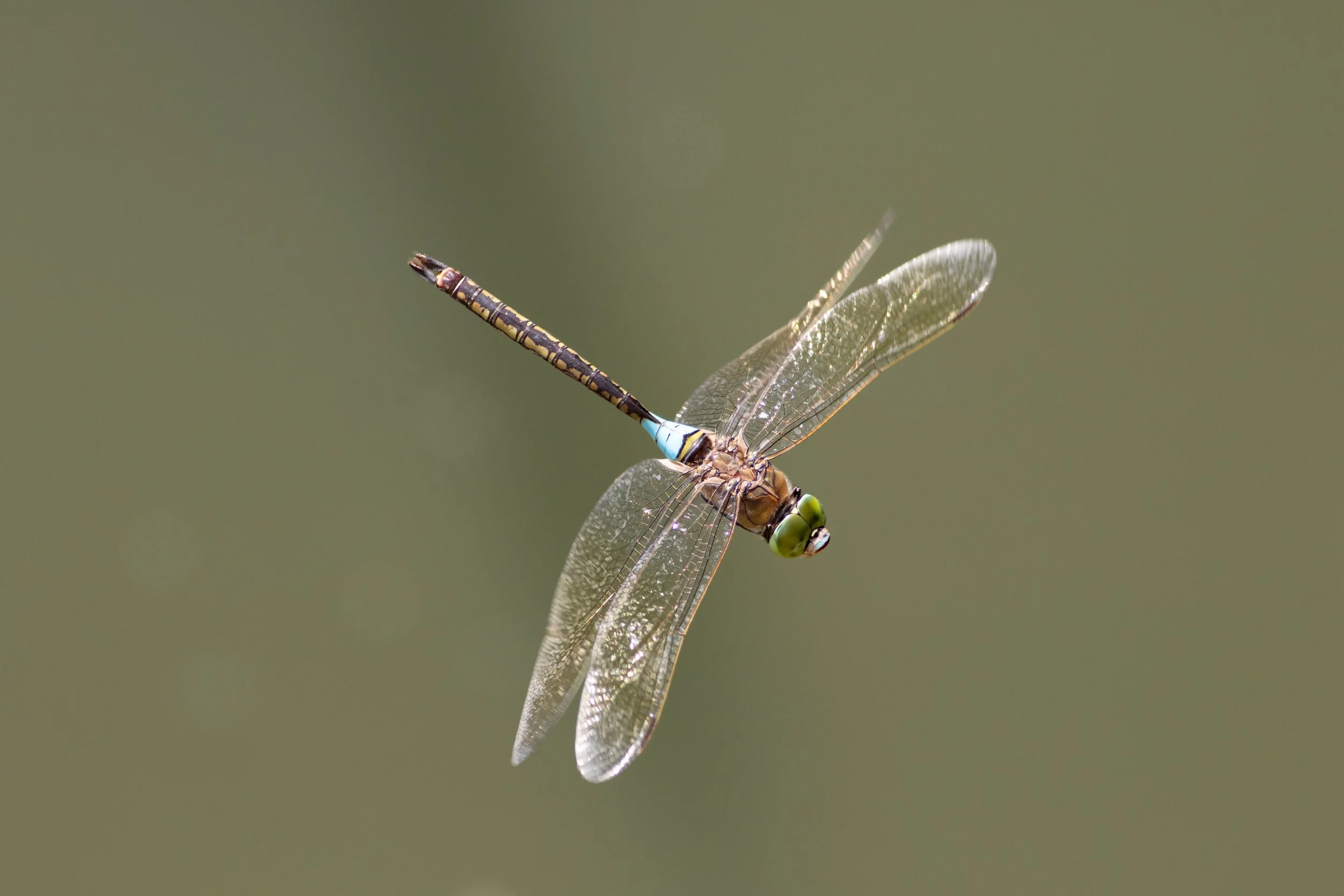 009,5Anax_parthenope Cati.jpg