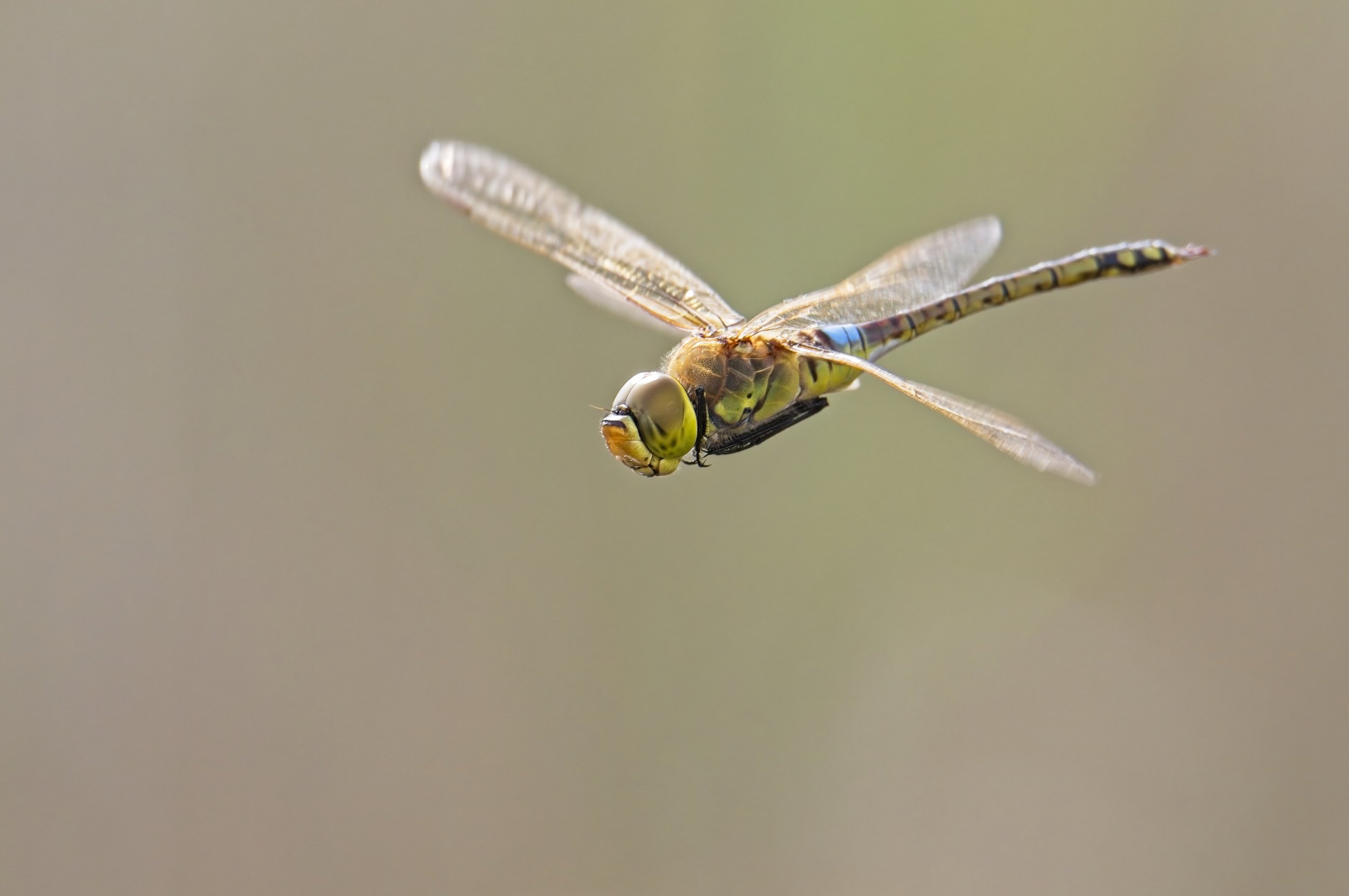 009,6 Anax ephippiger M-Canon EOS 7D Mark II-Tamron SP 150-600mm F5-6.3 Di VC USD G2 Javi Q.jpg