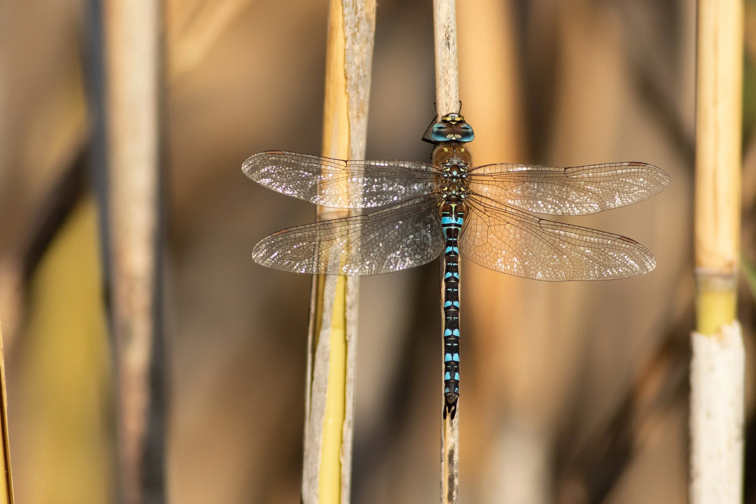 011 Aeshna_mixta_mascle (2) Cati.jpg